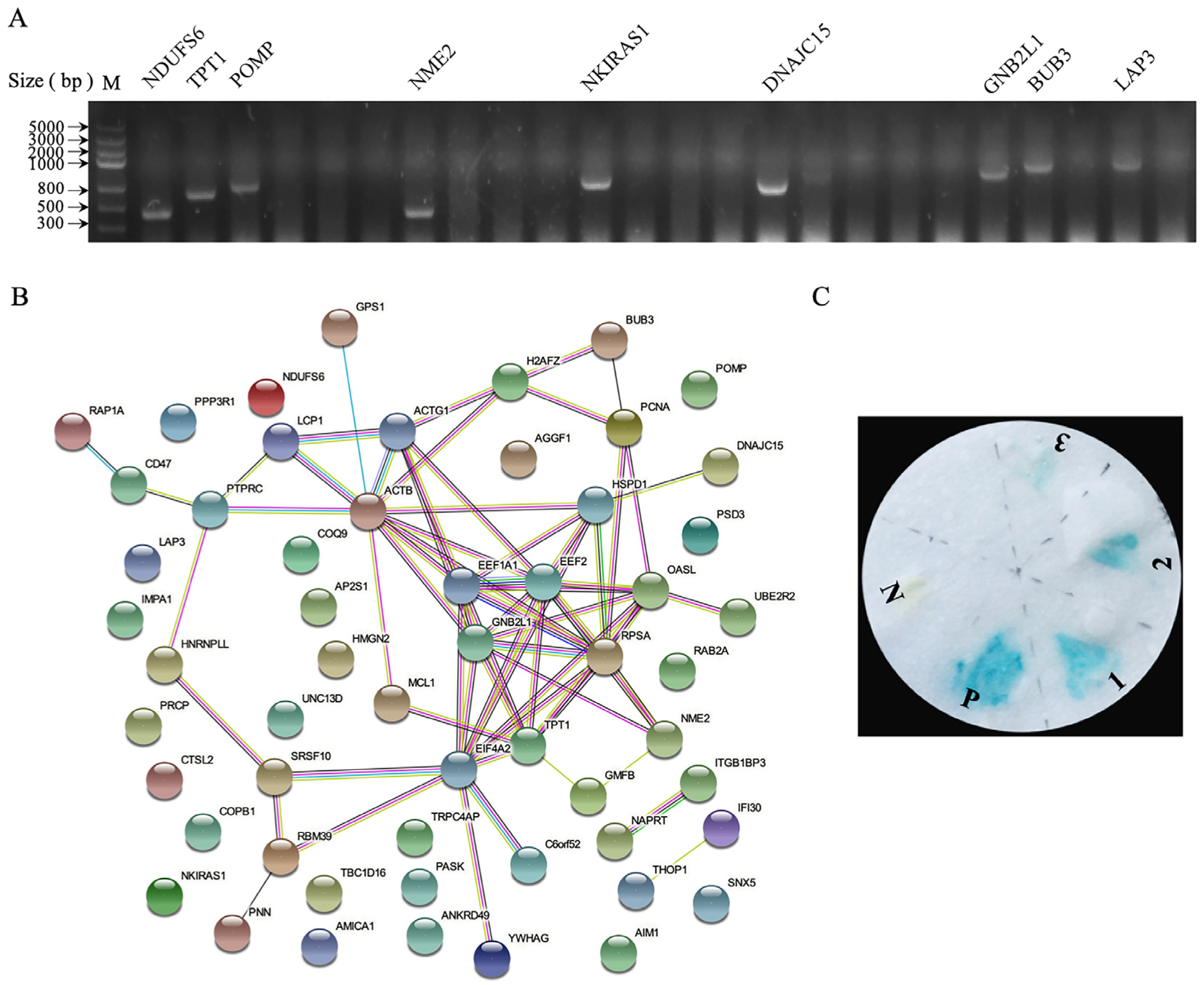 Viruses 14 02385 g002 Viruses 14 02385 g002