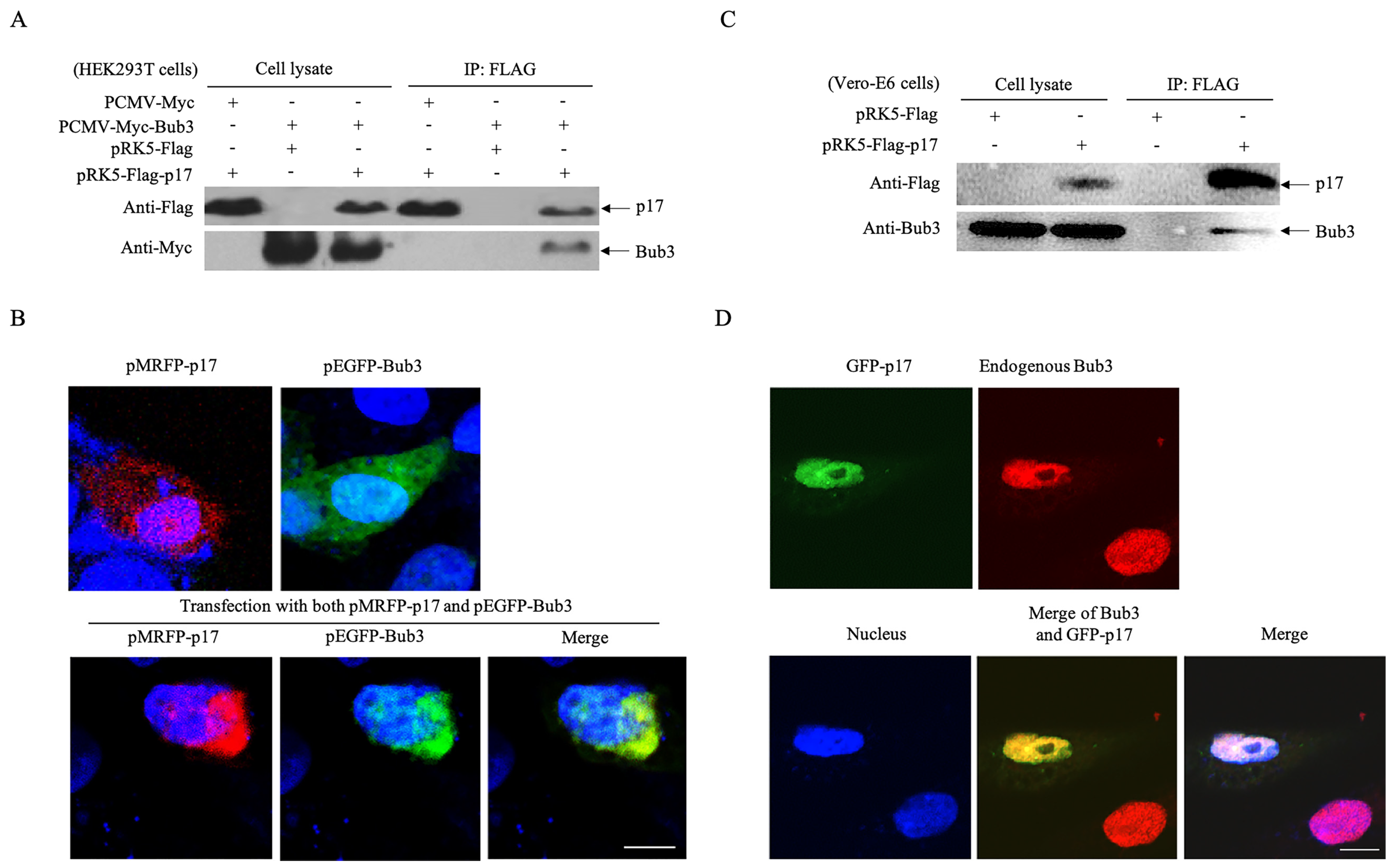 Viruses 14 02385 g003 Viruses 14 02385 g003