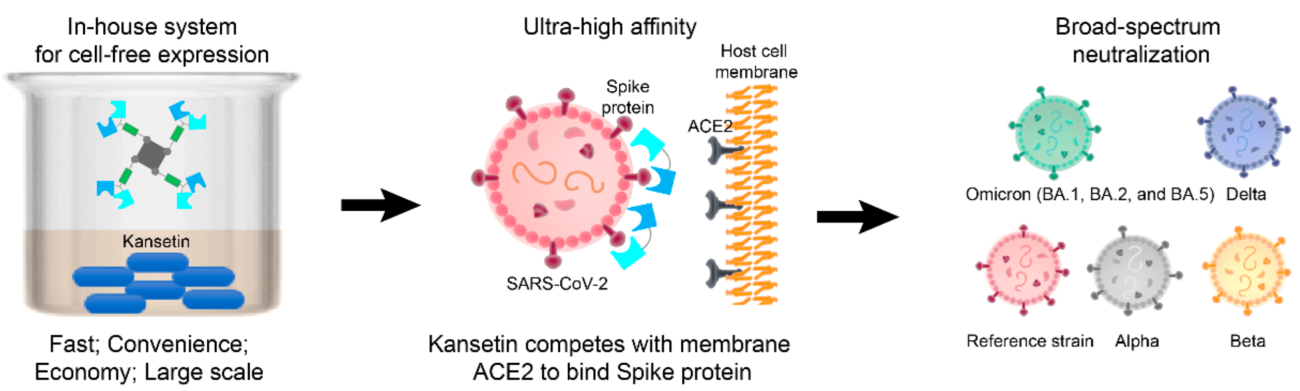 Viruses 14 02387 g003 Viruses 14 02387 g003