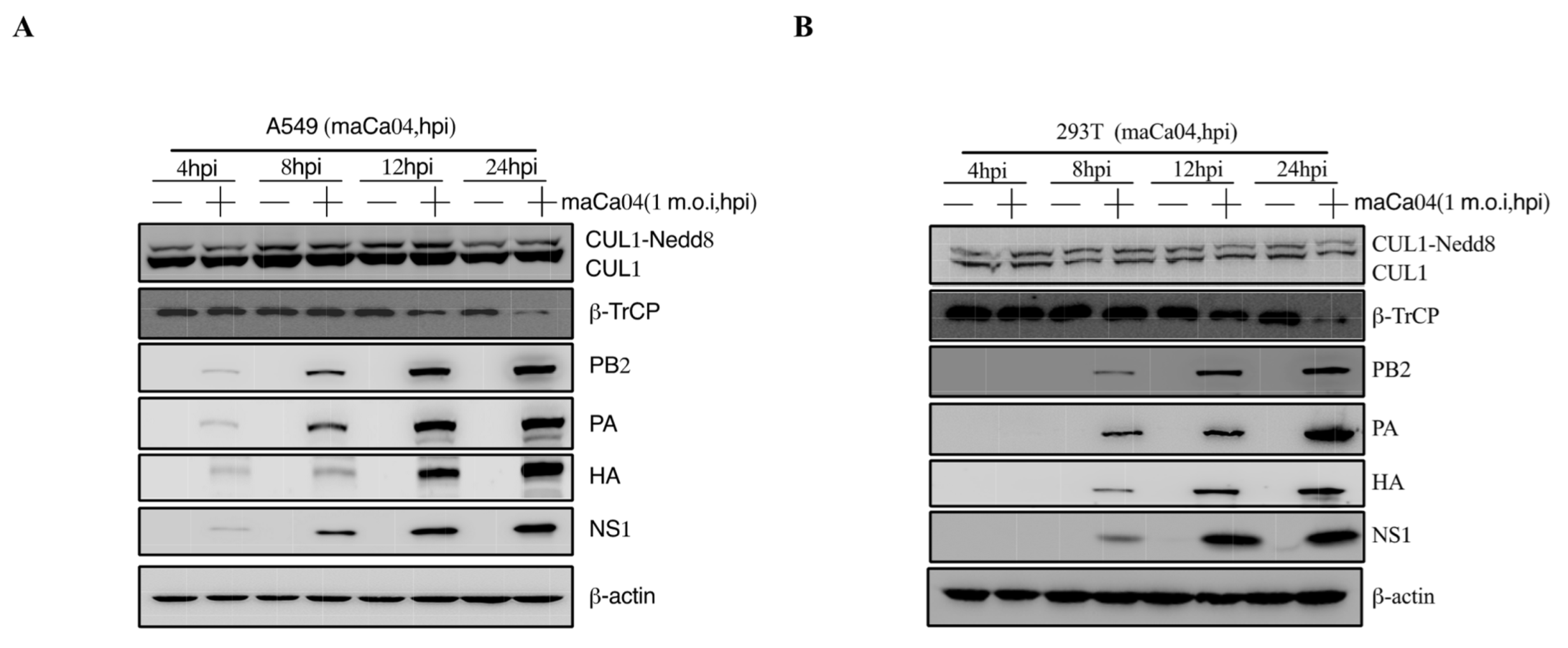 Viruses 14 02426 g002 Viruses 14 02426 g002