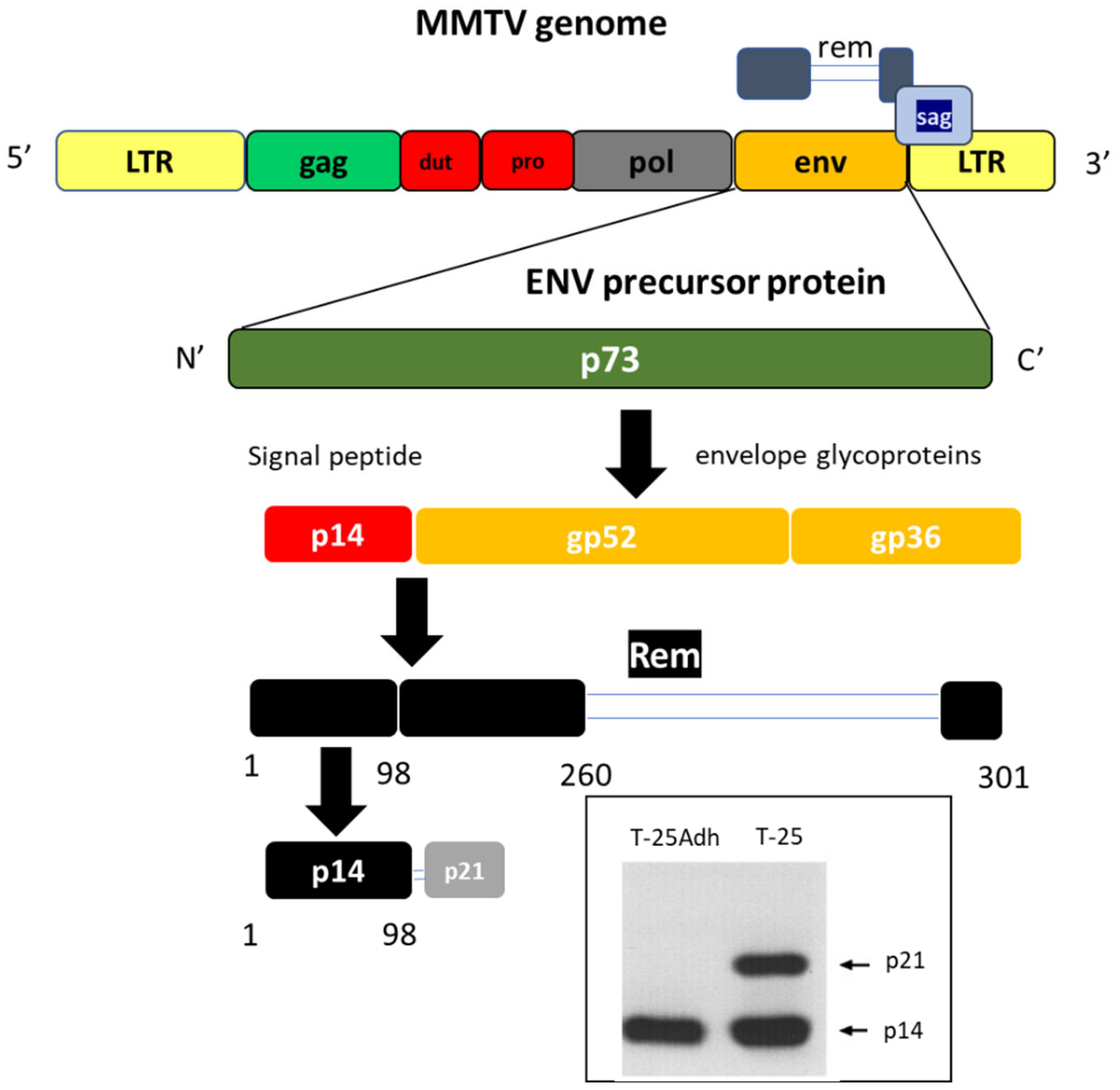 Viruses 14 02435 g002 Viruses 14 02435 g002