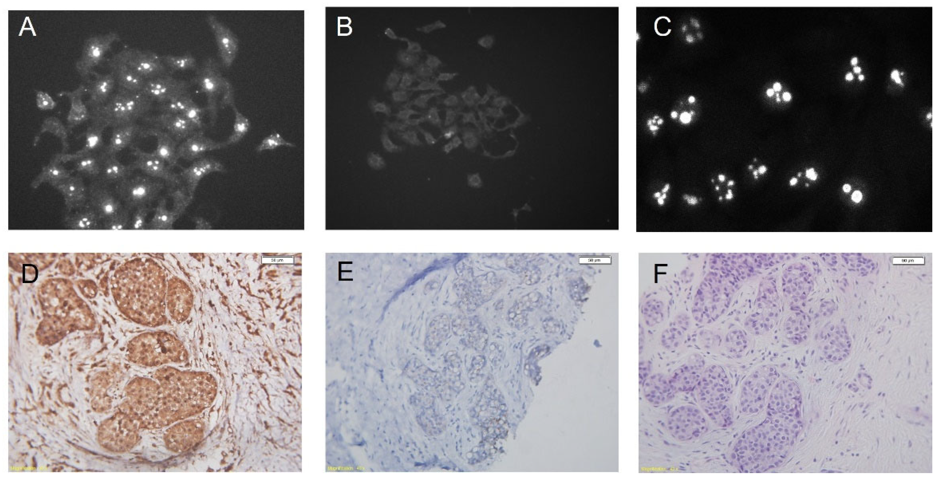 Viruses 14 02435 g005 Viruses 14 02435 g005