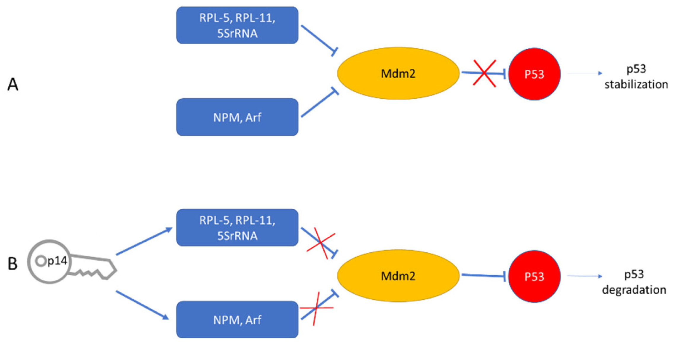 Viruses 14 02435 g007 Viruses 14 02435 g007