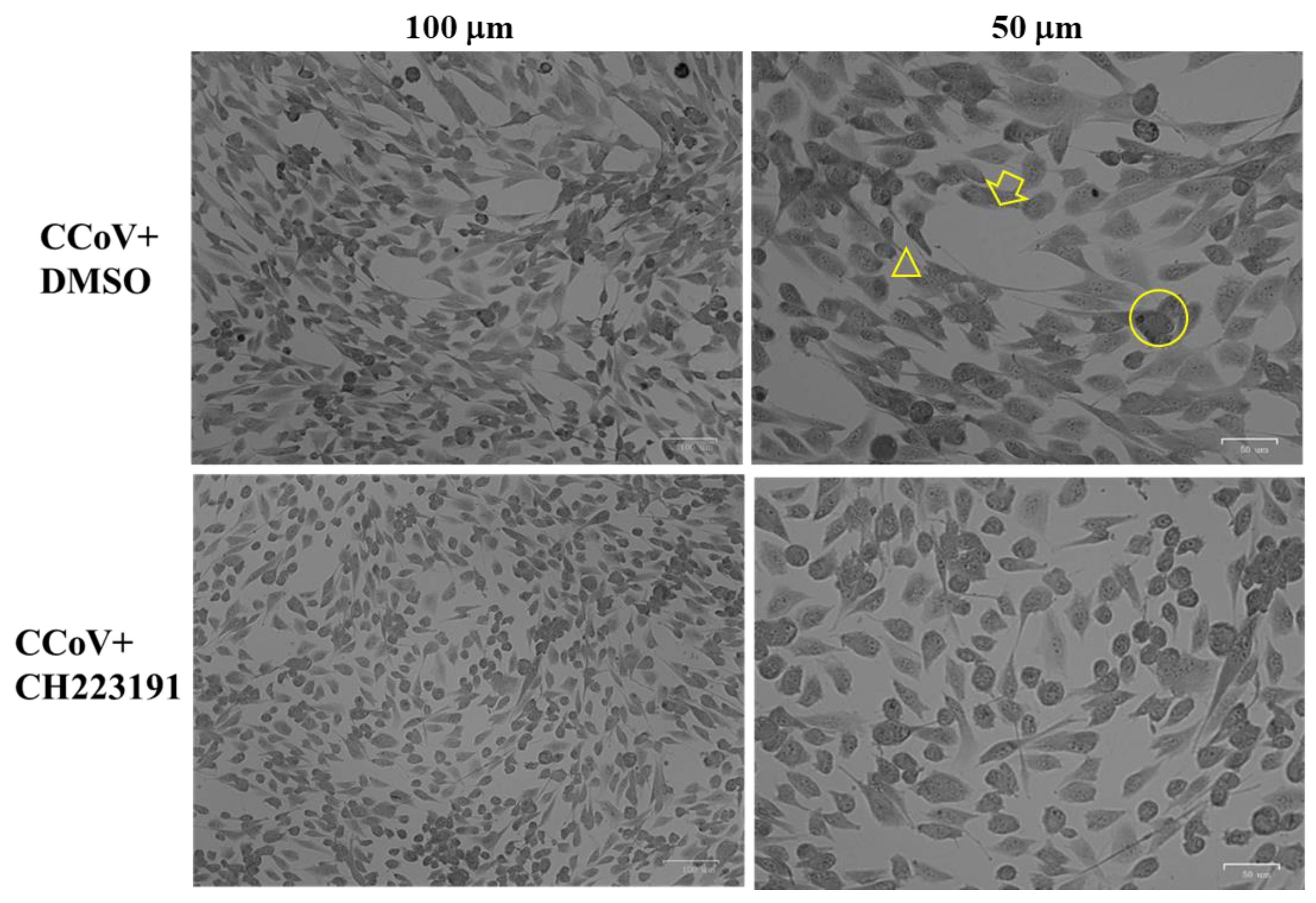 Viruses 14 02437 g003