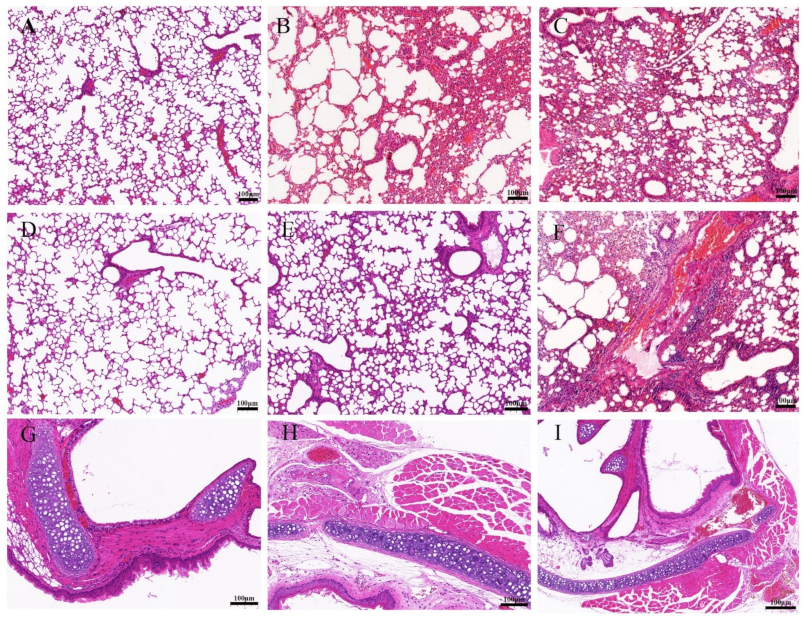 Viruses 14 02443 g007 Viruses 14 02443 g007