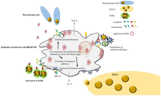 The Human Cytomegalovirus Strain DB Activates Oncogenic Pathways in Mammary  Epithelial Cells - eBioMedicine