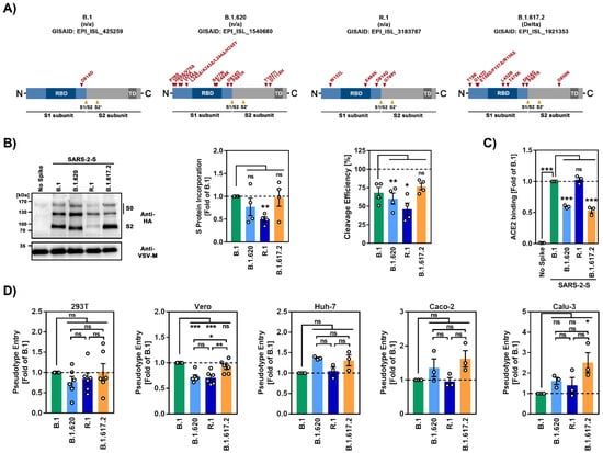 B.1.617.2 enters and fuses lung cells with increased efficiency