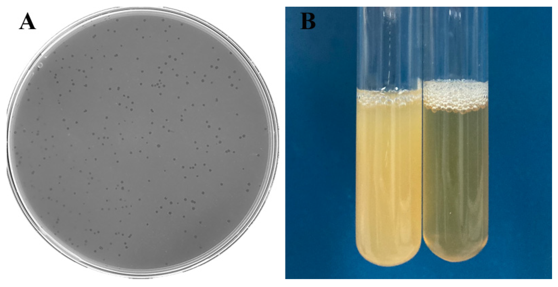 Viruses | Free Full-Text | Novel Aeromonas Phage Ahy-Yong1 and Its