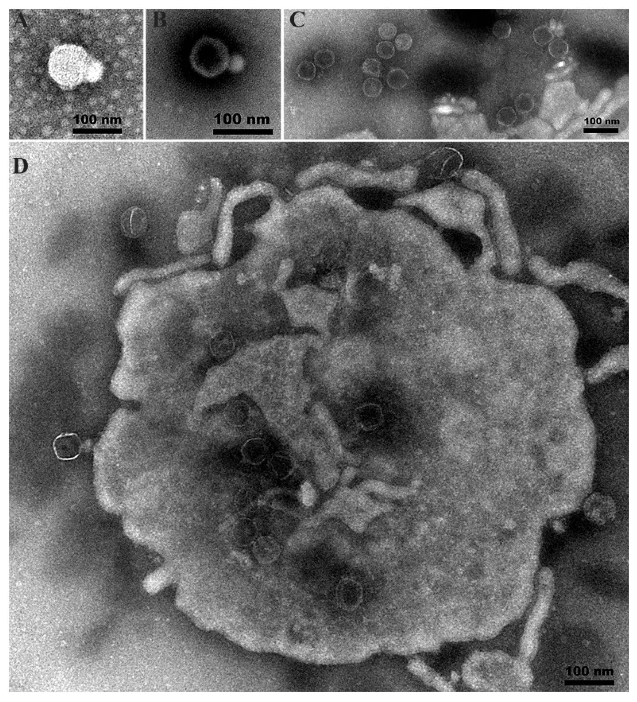 Viruses 14 02498 g002