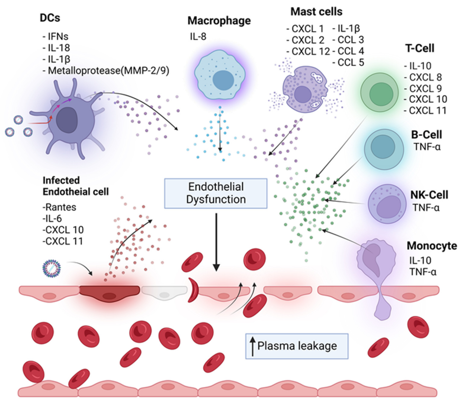 Viruses Free Full Text Immune Mediated Pathogenesis In Dengue Virus Infection 