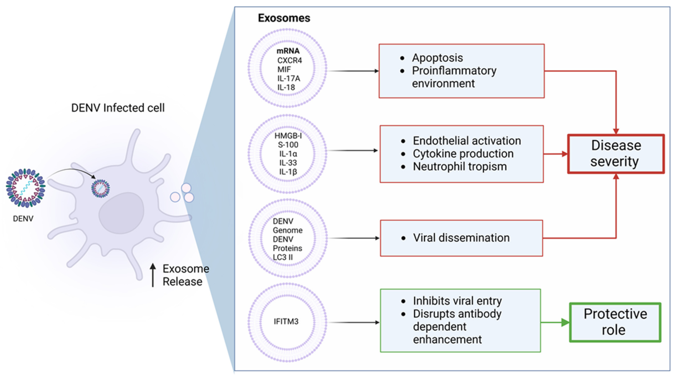 Solution Pathophysiology Of Dengue Hemorrhagic Fever - vrogue.co