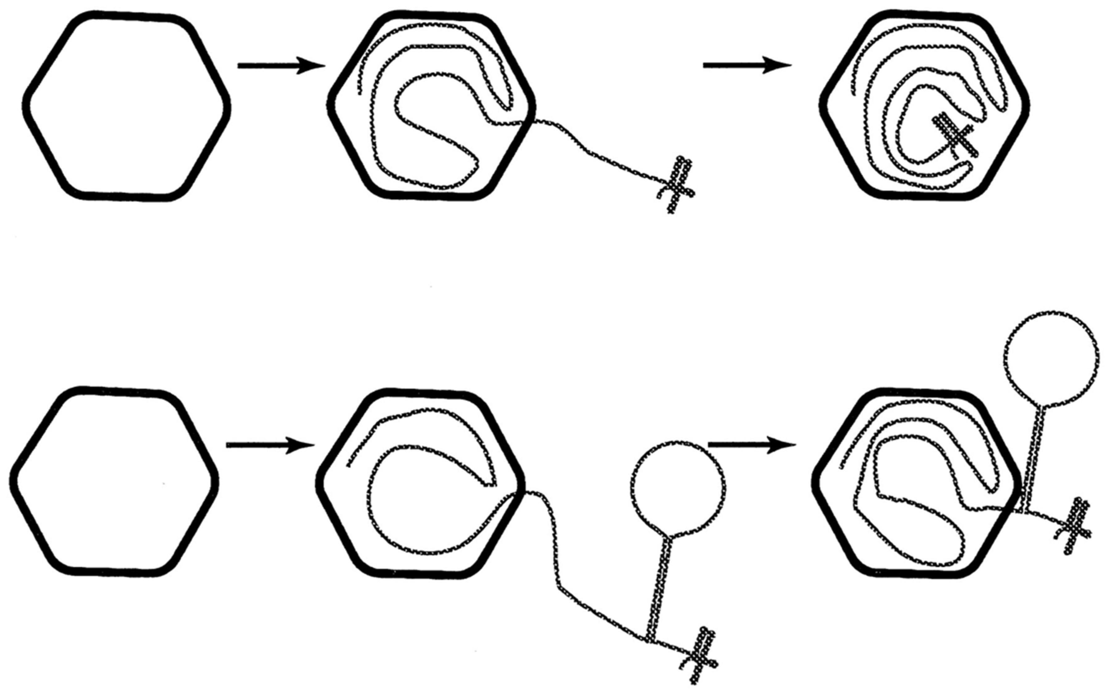 Viruses 14 02589 g008 Viruses 14 02589 g008