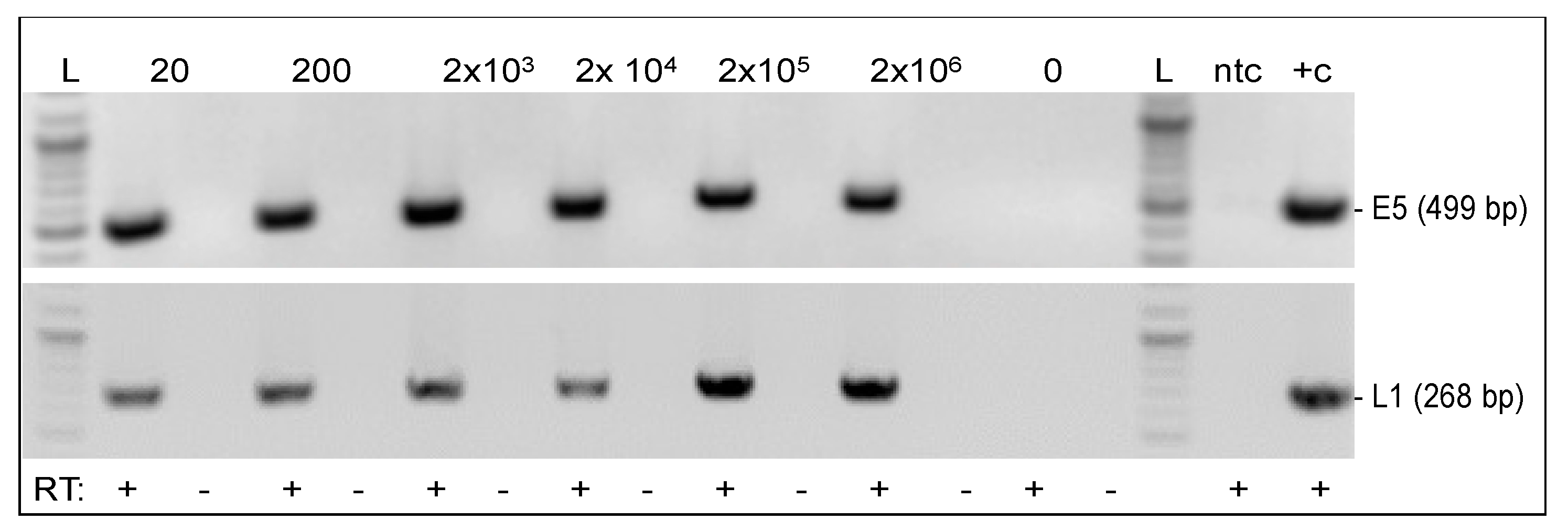 Viruses 14 02658 g004