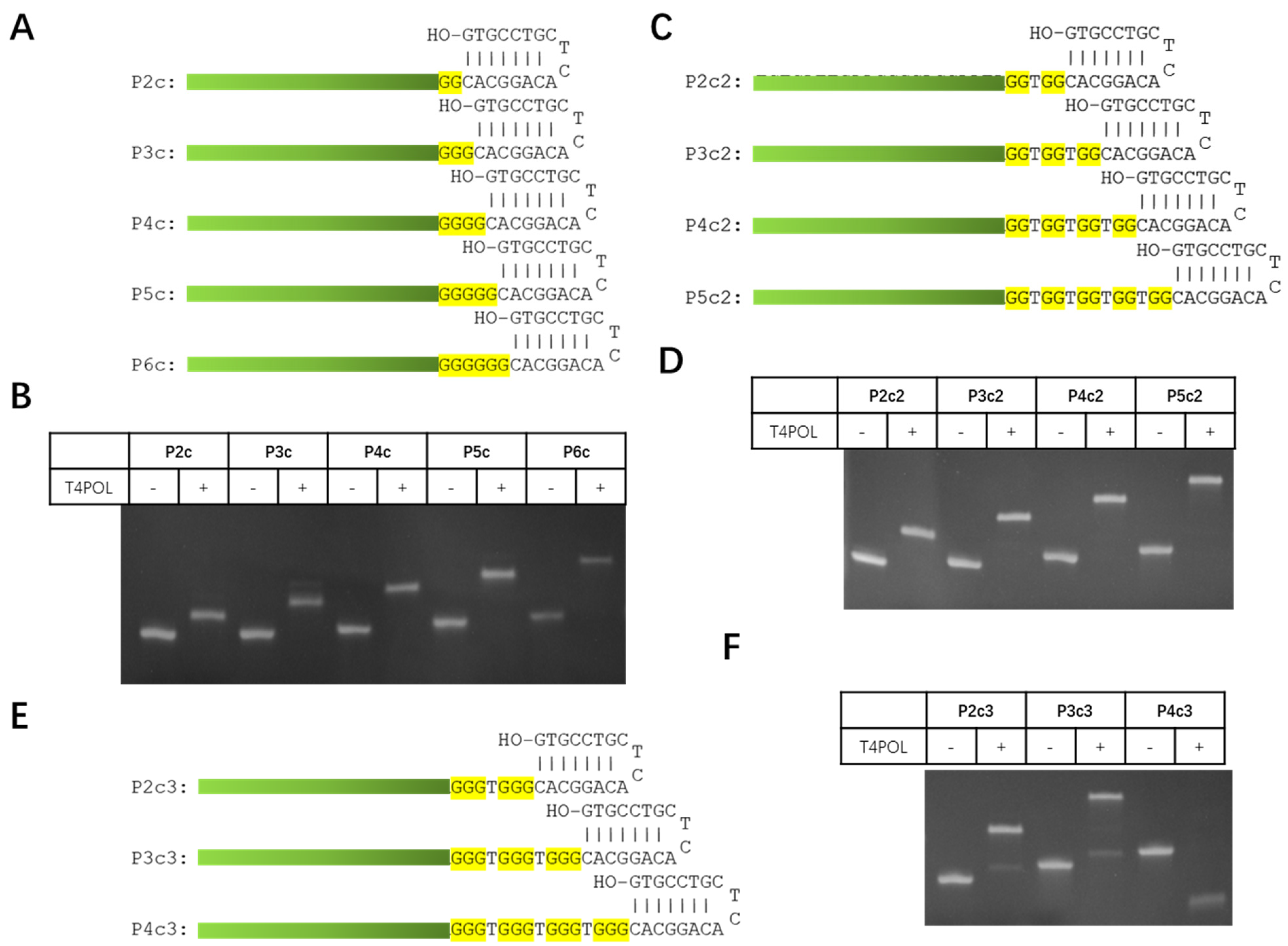 Viruses 14 02664 g002 Viruses 14 02664 g002