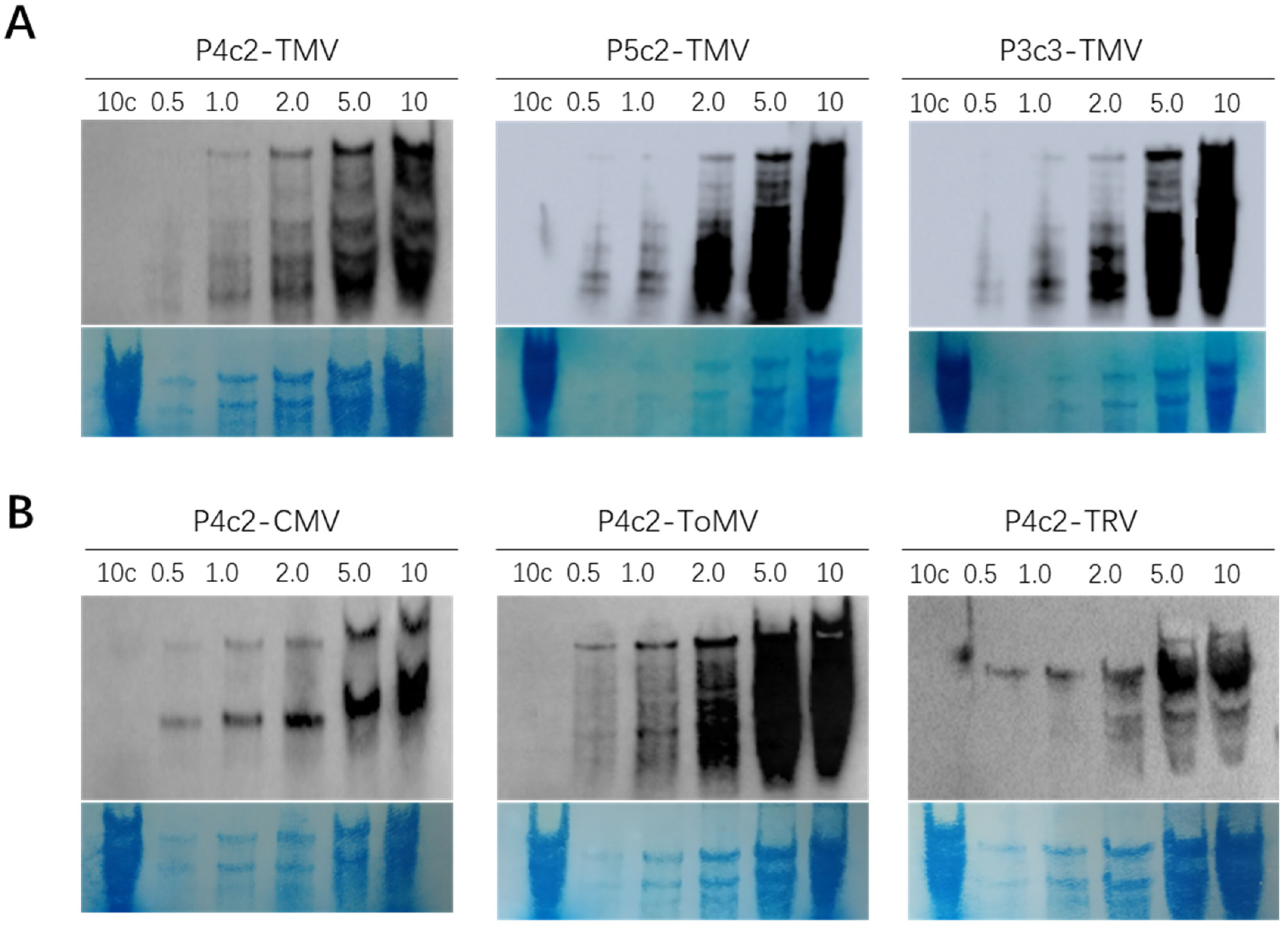 Viruses 14 02664 g005 Viruses 14 02664 g005