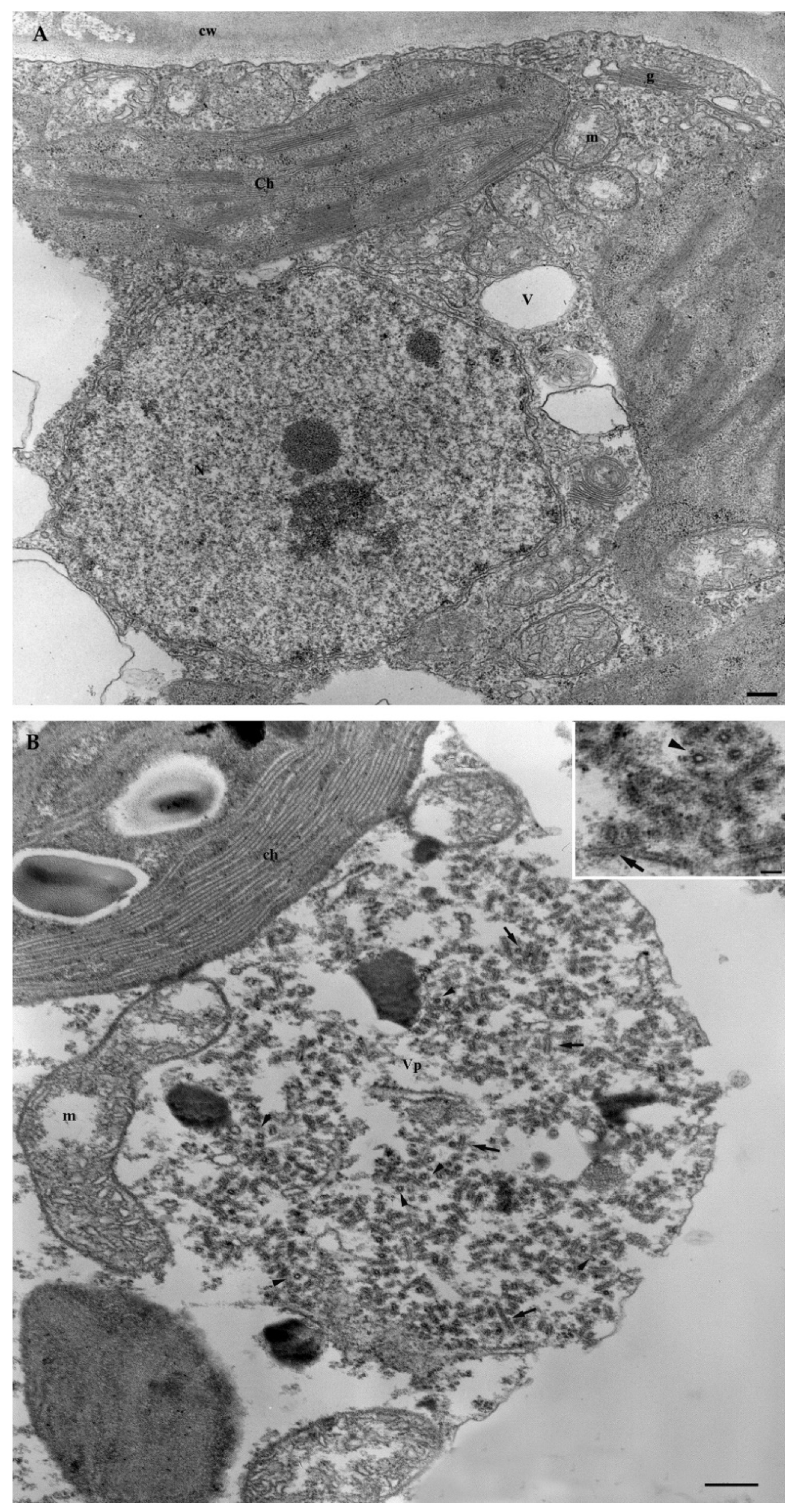 Viruses 14 02695 g002