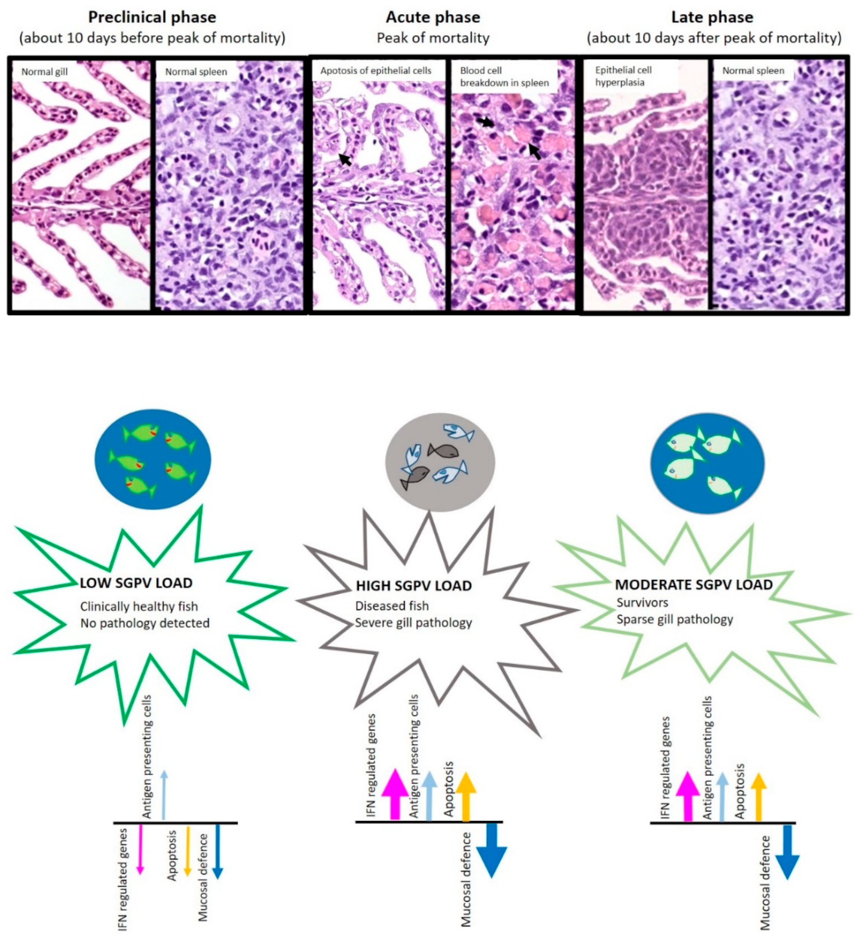 Viruses 14 02701 g001