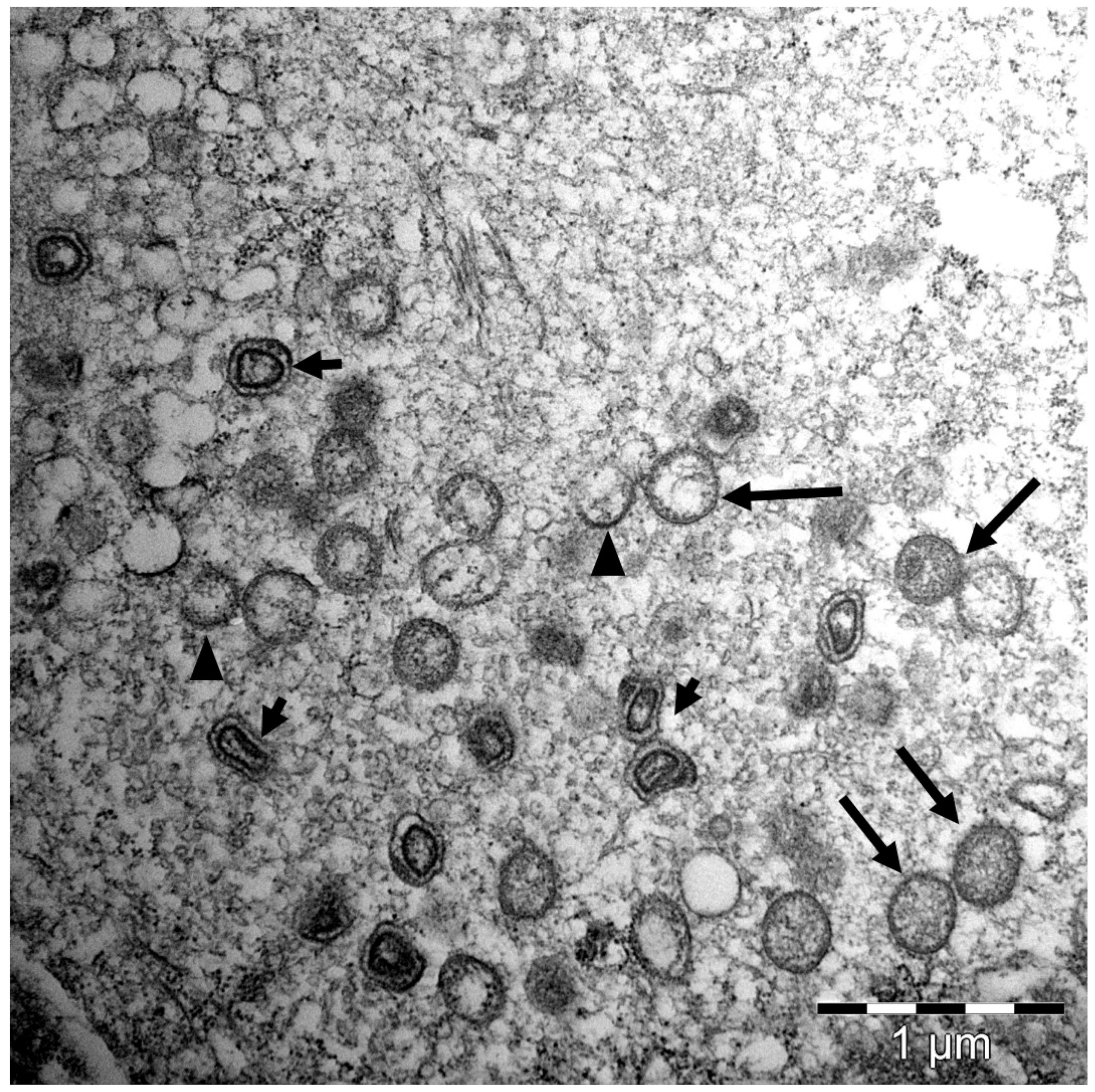 Viruses 14 02701 g003