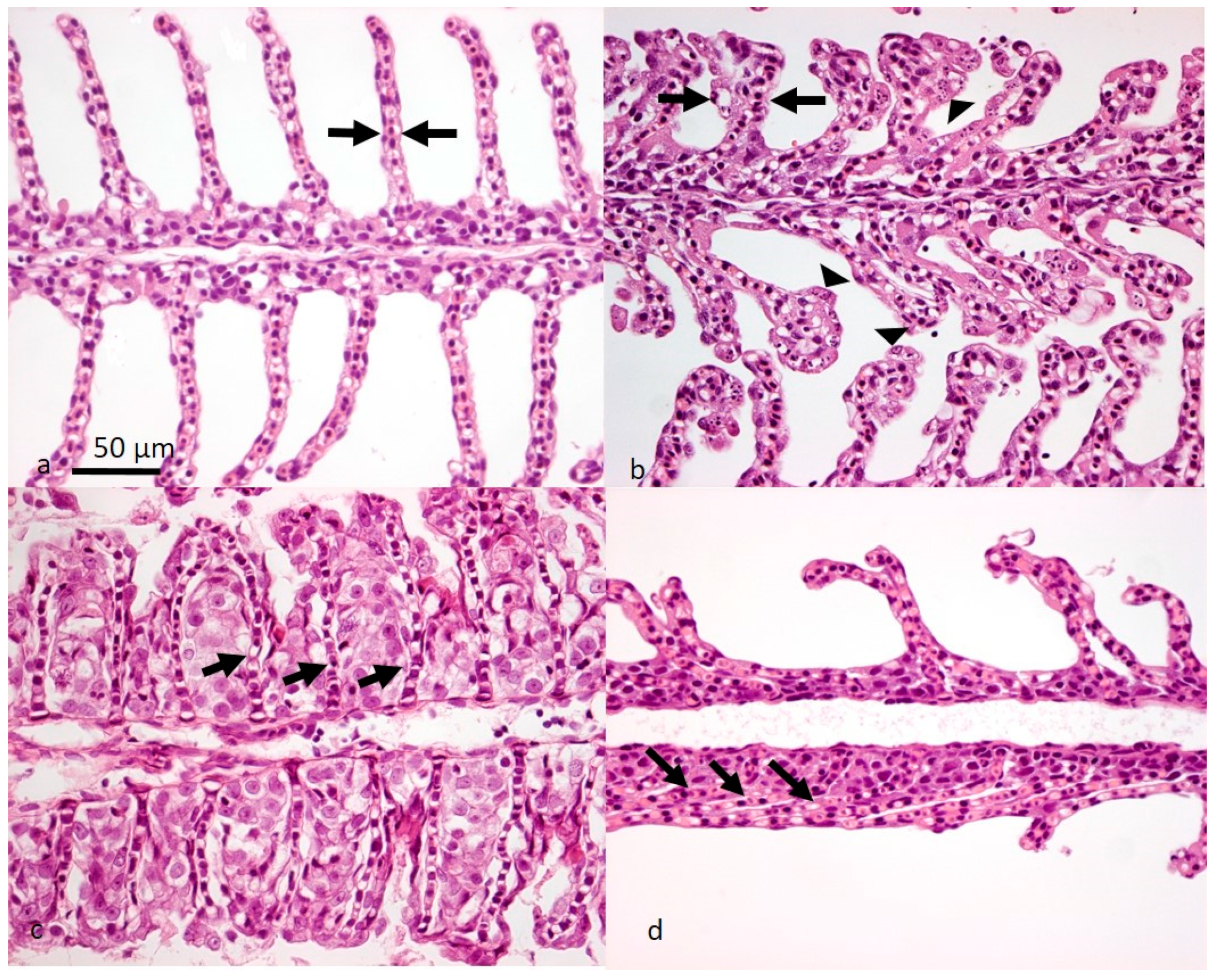 Viruses 14 02701 g004