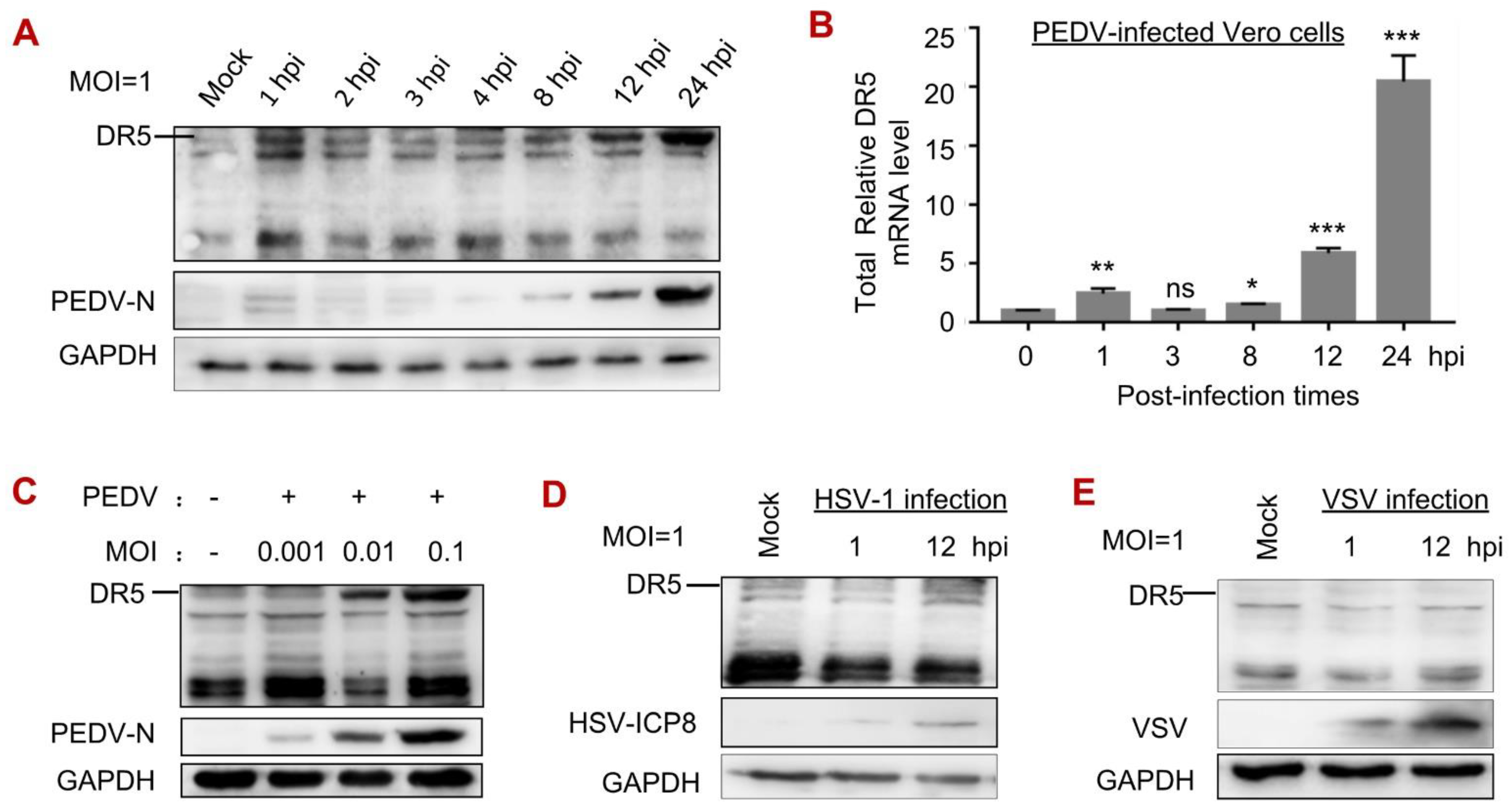 Viruses 14 02724 g002