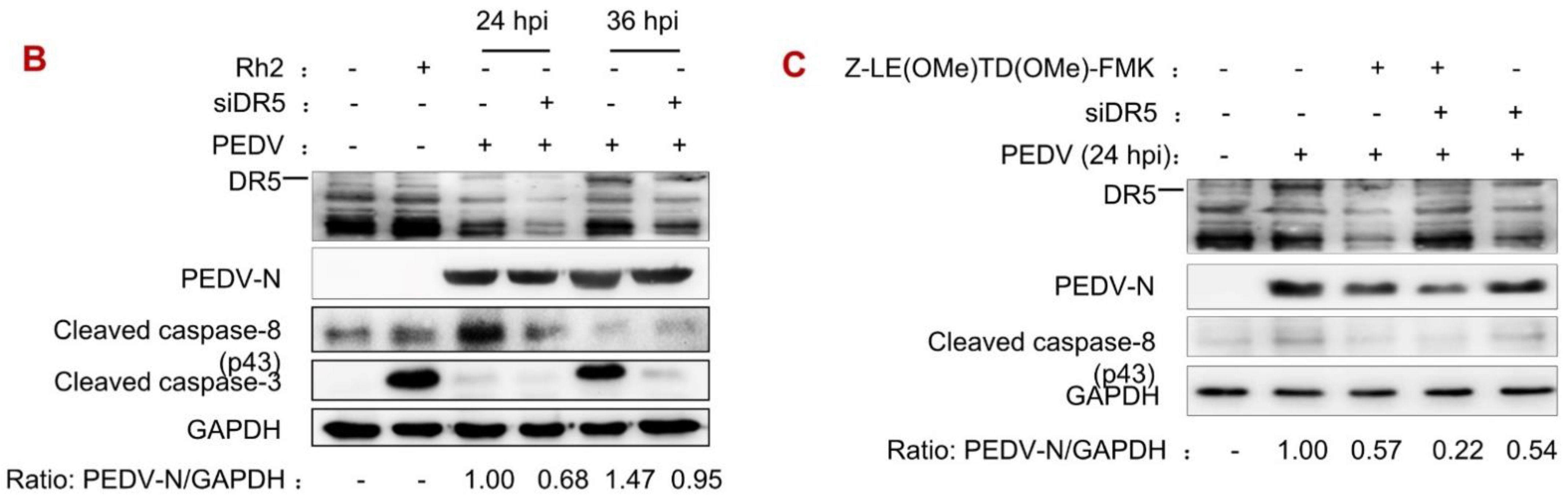Viruses 14 02724 g003b