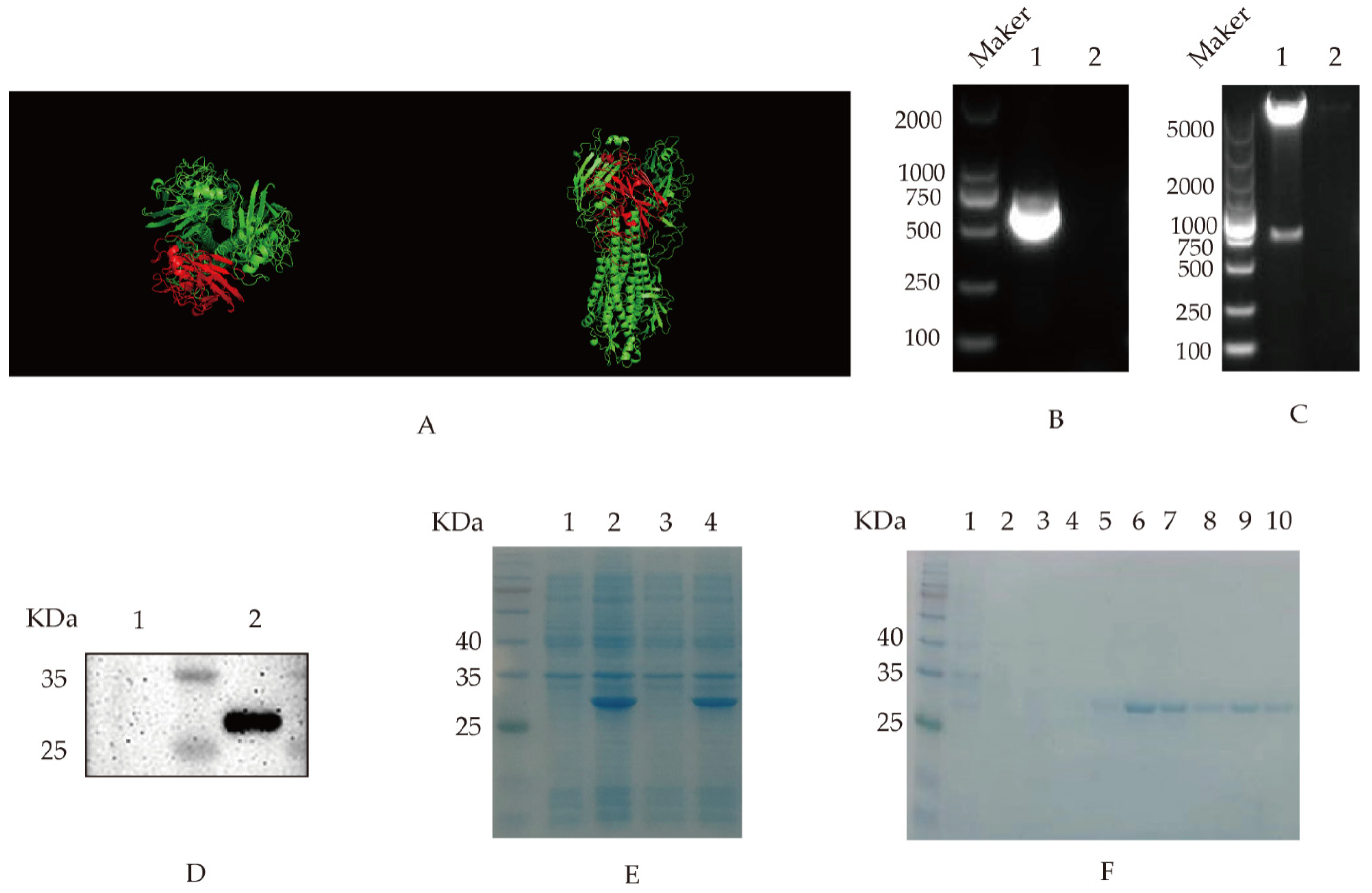 Viruses 14 02739 g001 Viruses 14 02739 g001