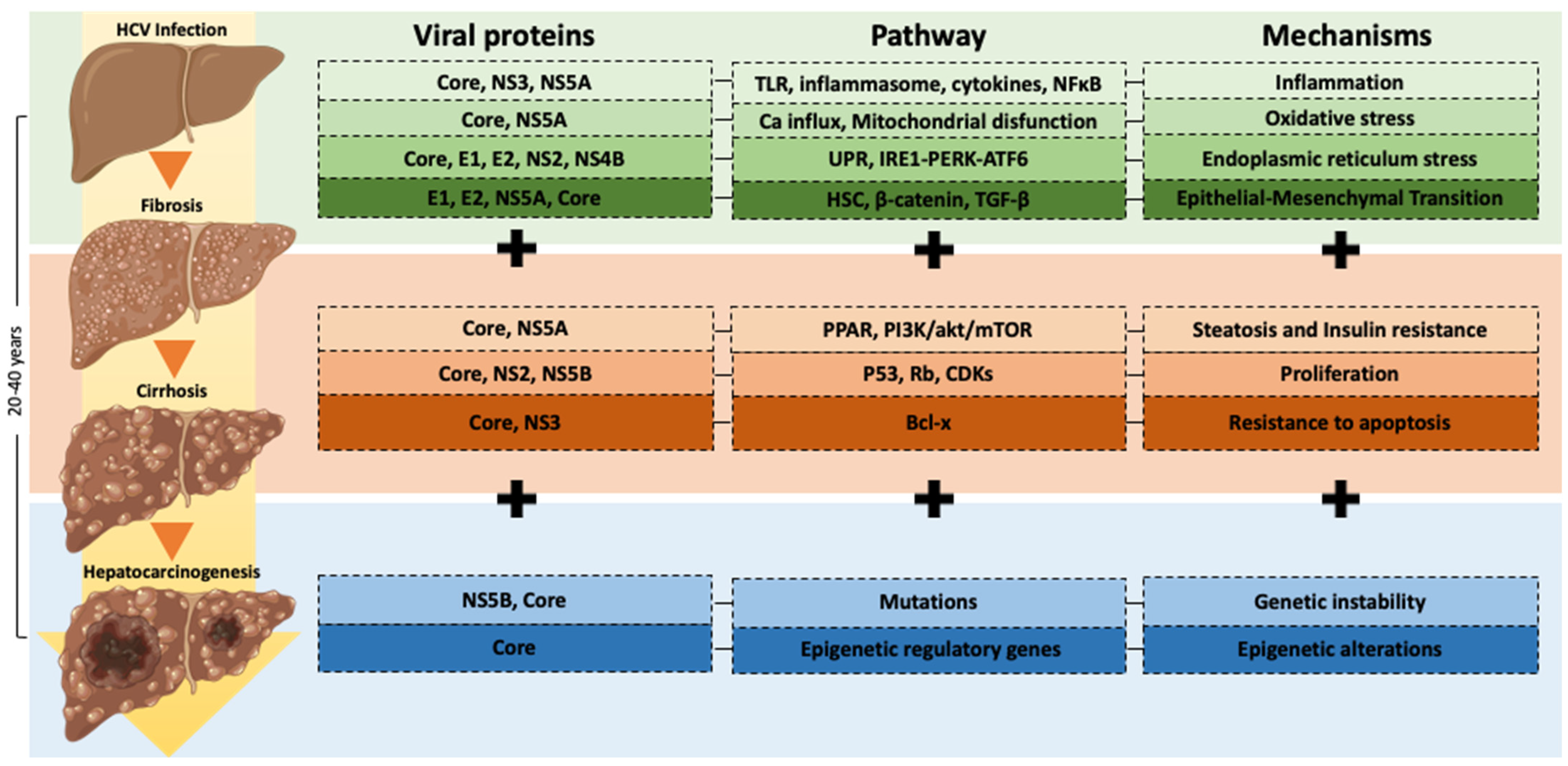 Viruses 14 02762 g001