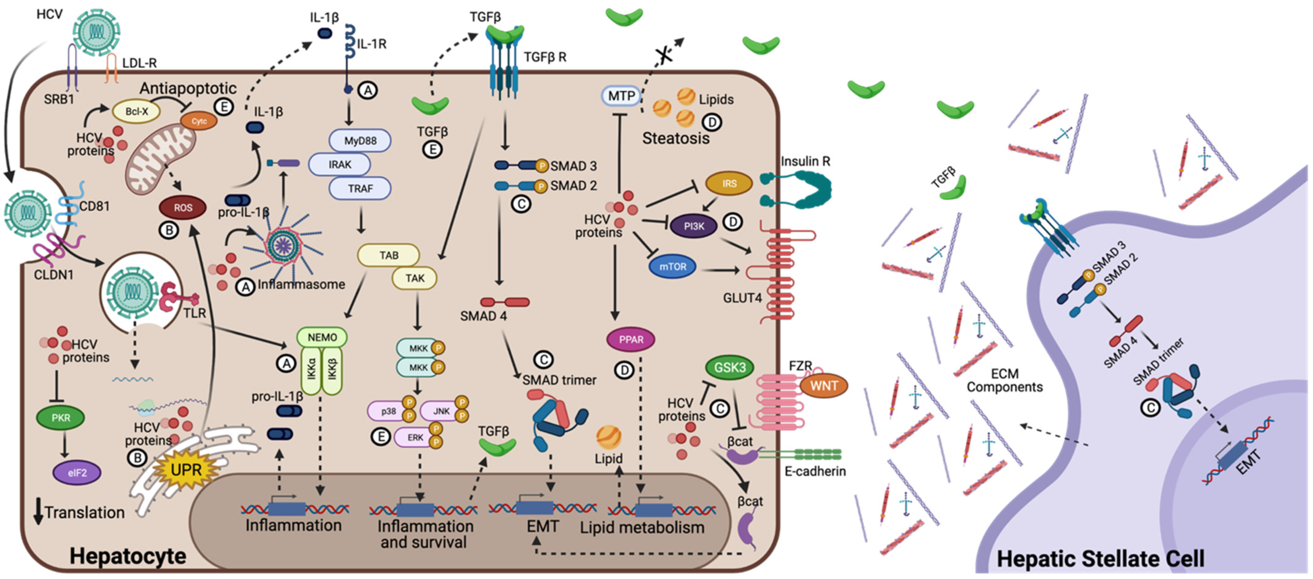 Viruses 14 02762 g002