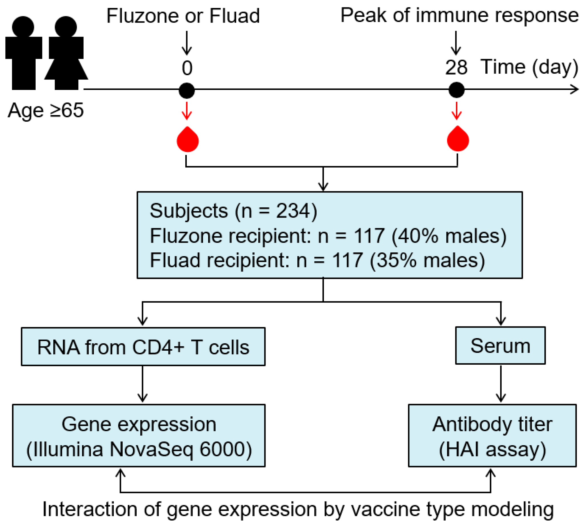Viruses | Free Full-Text | T Cell Transcriptional Signatures of Influenza  A/H3N2 Antibody Response to High Dose Influenza and Adjuvanted Influenza  Vaccine in Older Adults