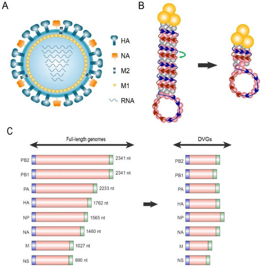 Viruses | Free Full-Text | Defective Interfering Particles Of Influenza ...