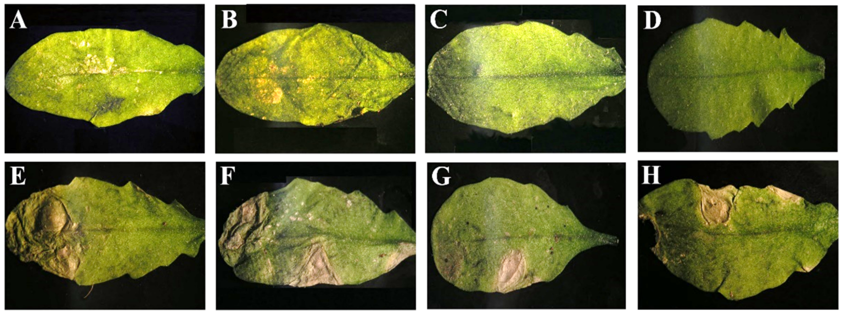 Viruses 14 02790 g002