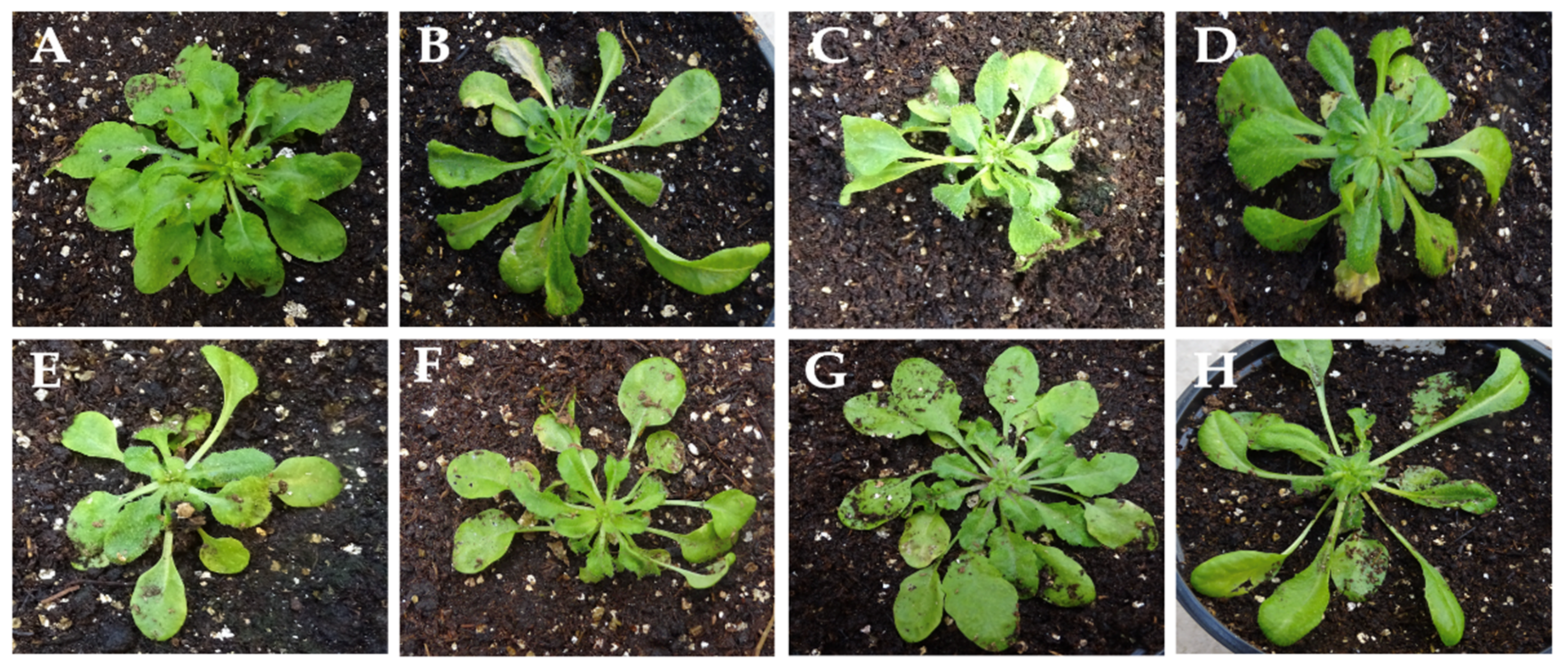 Viruses 14 02790 g008