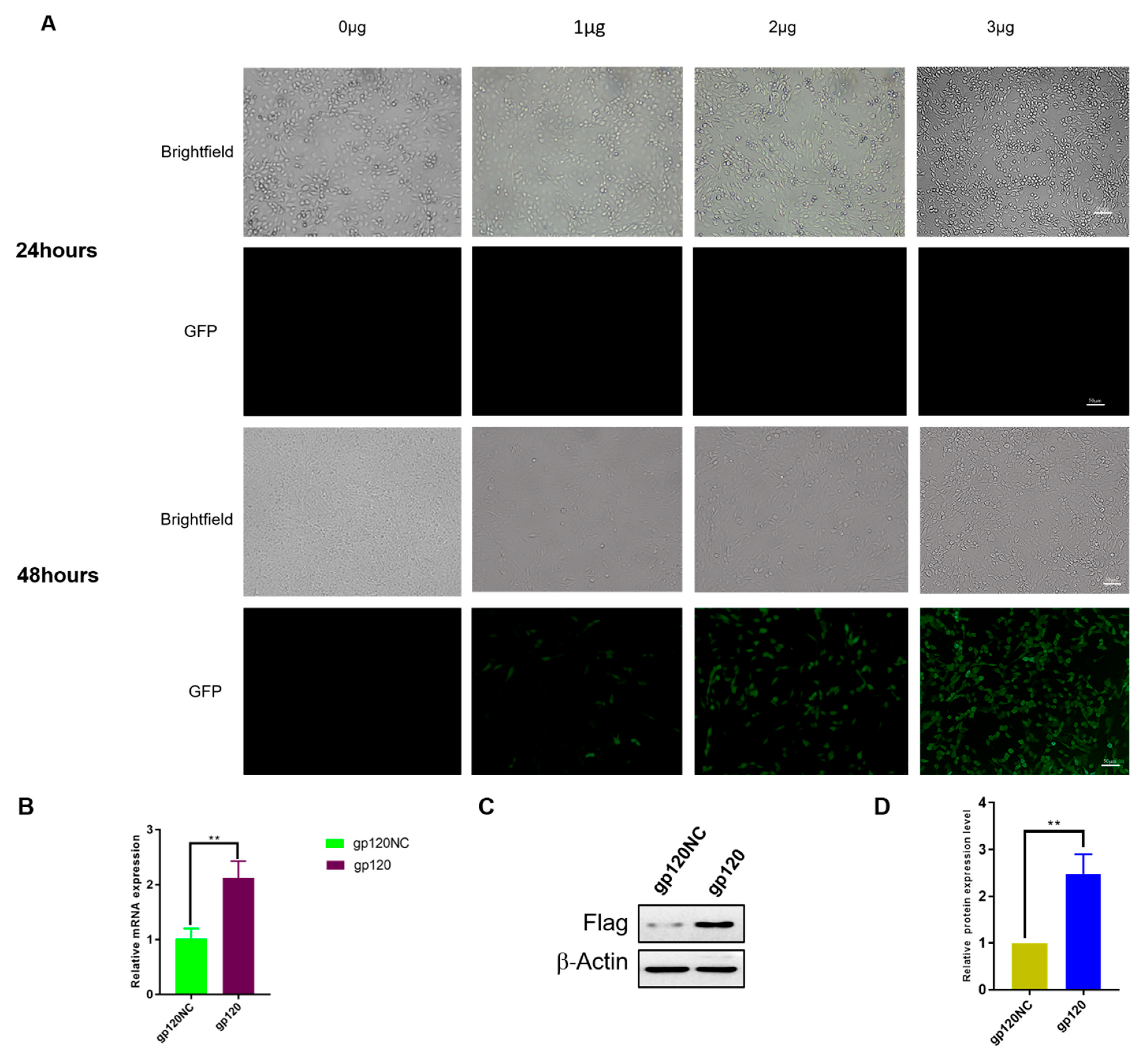 Viruses 14 02793 g001