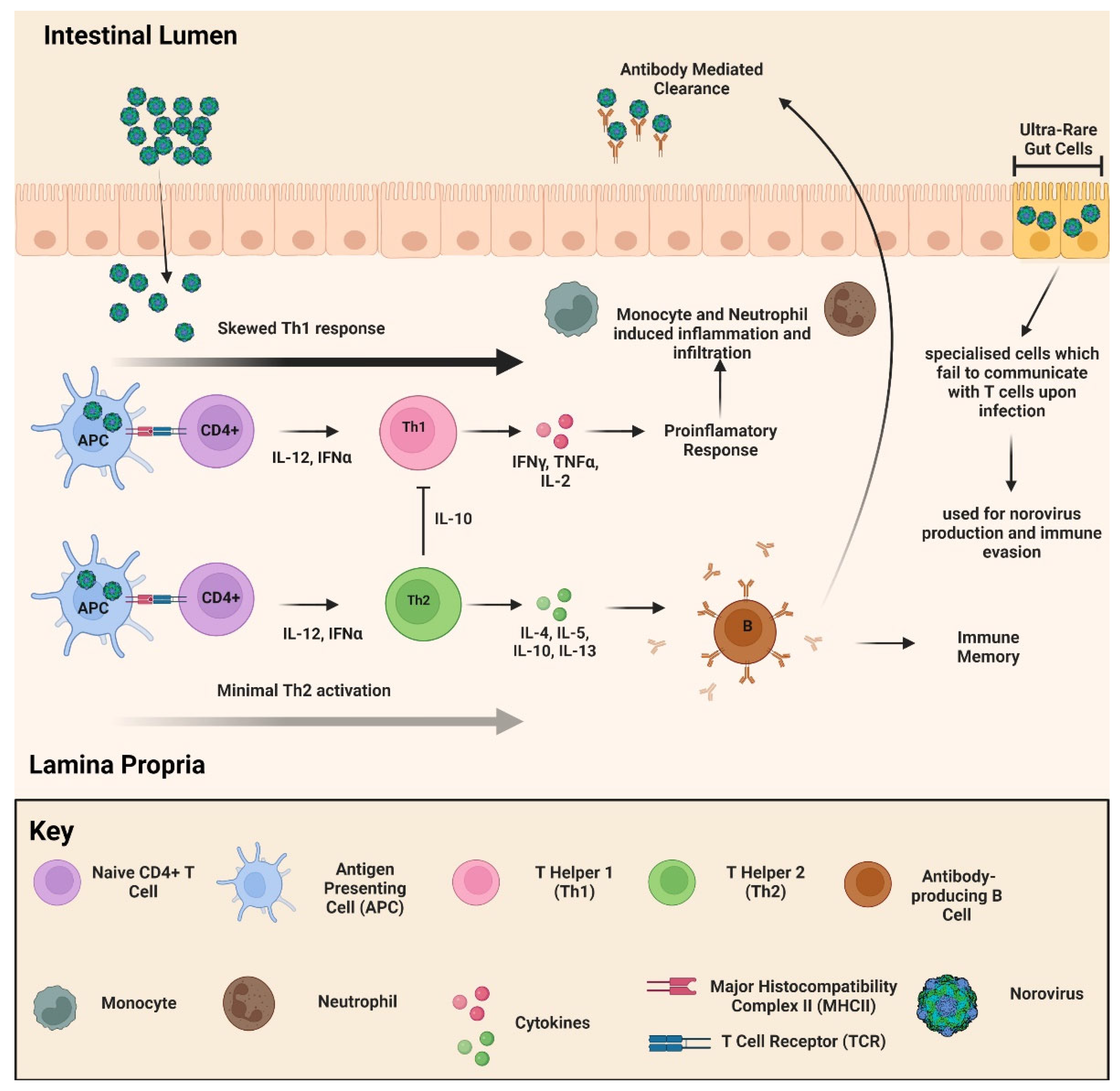 Viruses | Free Full-Text | Norovirus: An Overview of Virology and ...