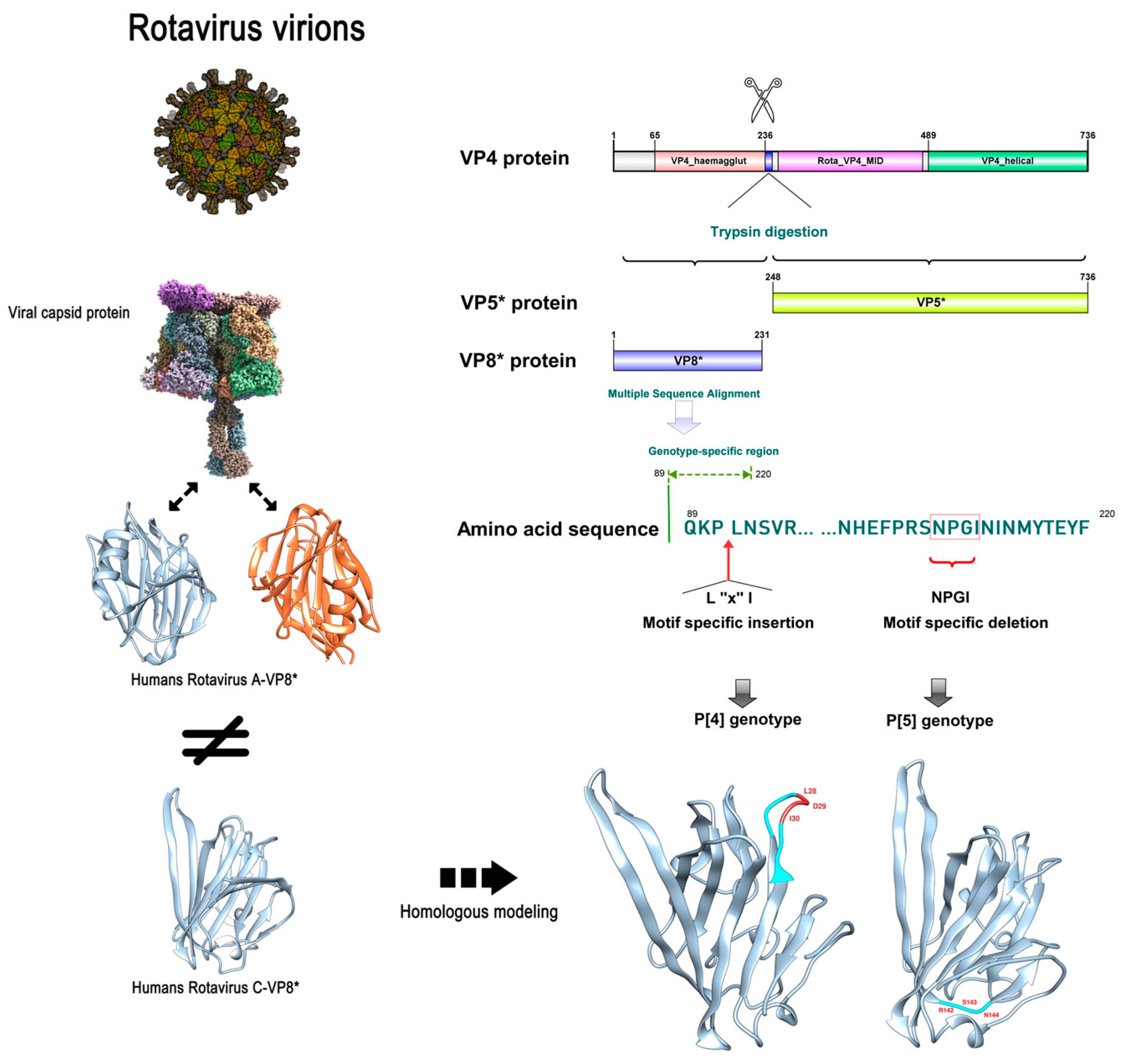 Viruses 14 02826 g004