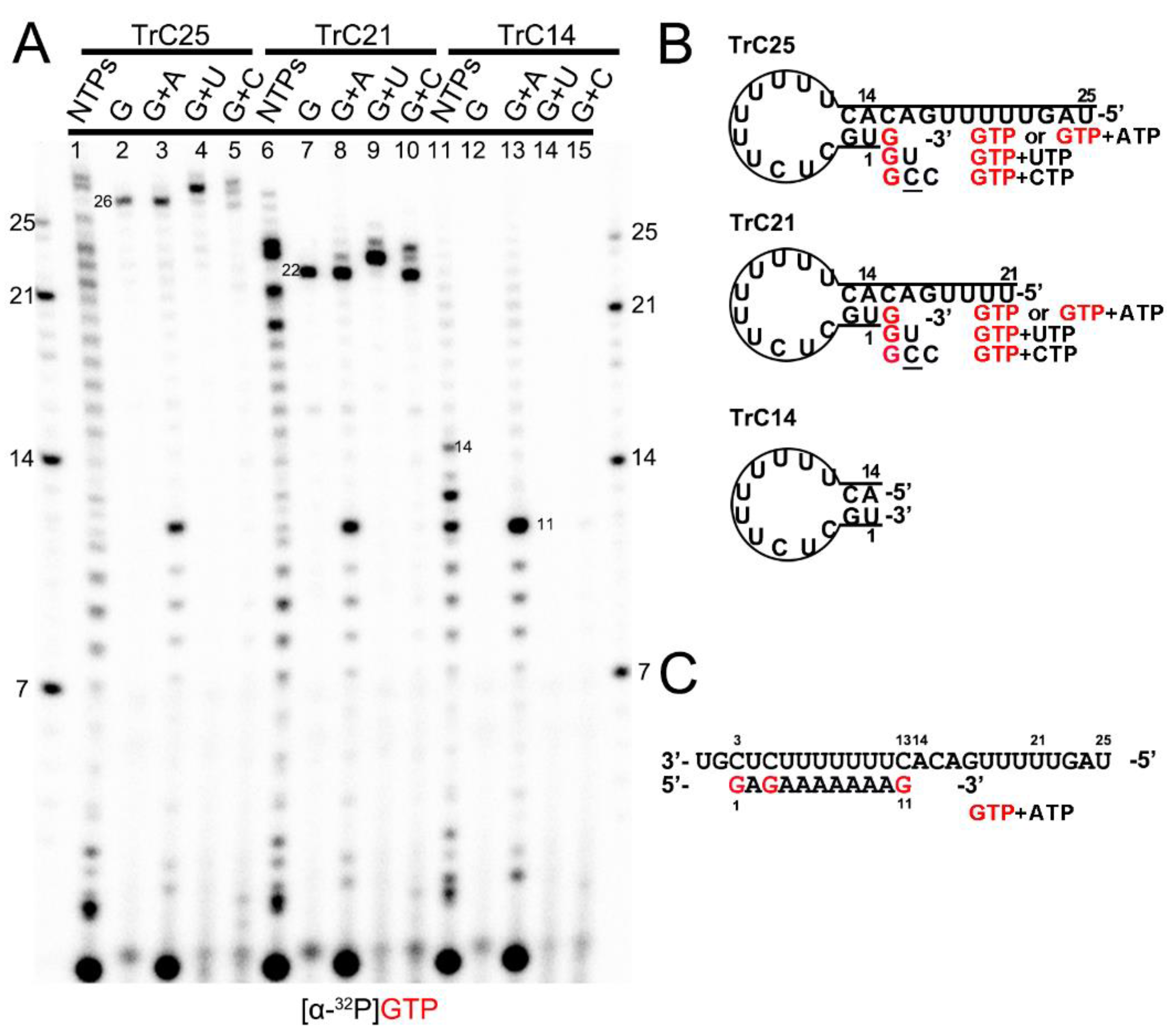 Viruses 15 00047 g001
