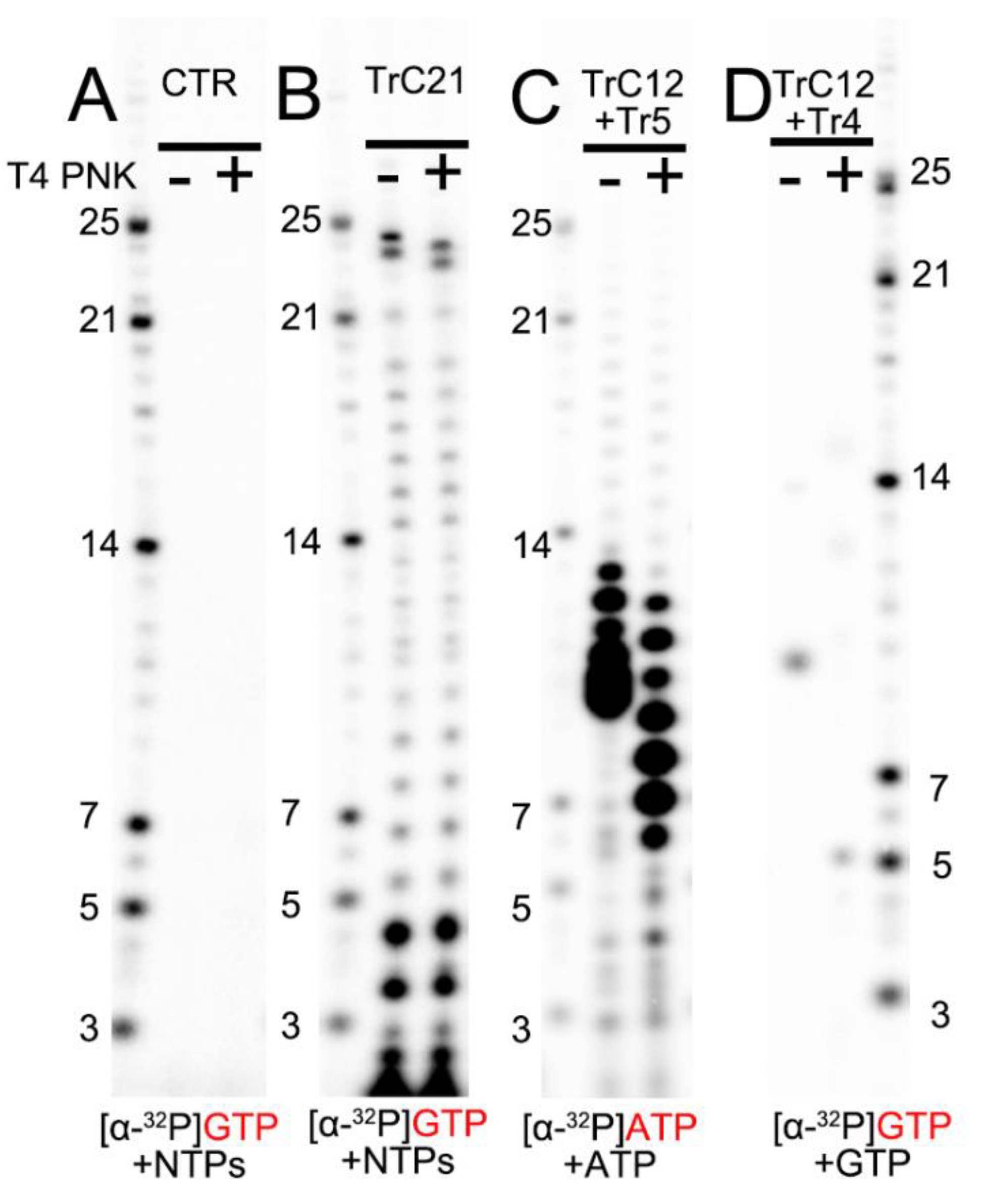 Viruses 15 00047 g003