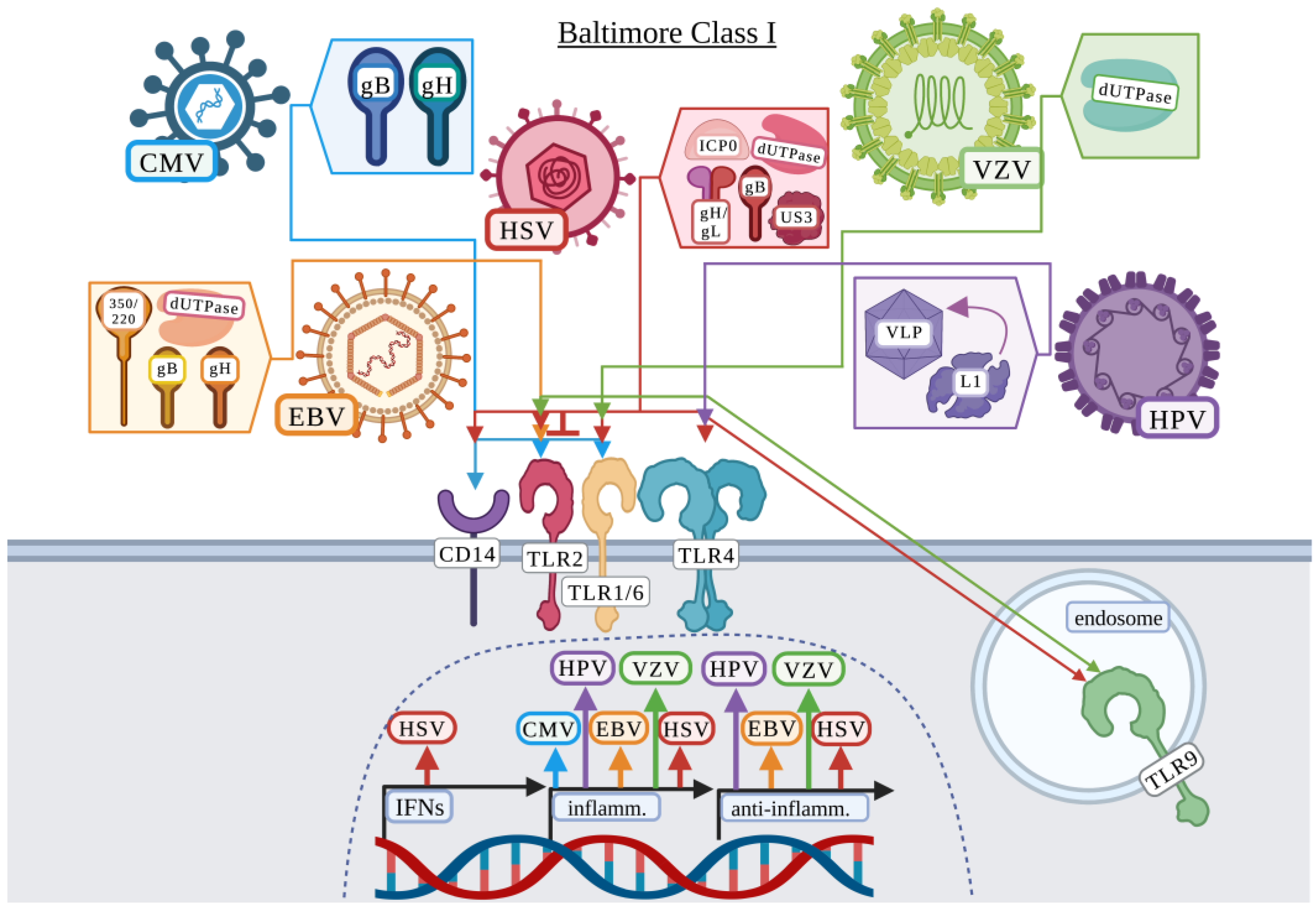 Viruses 15 00052 g002