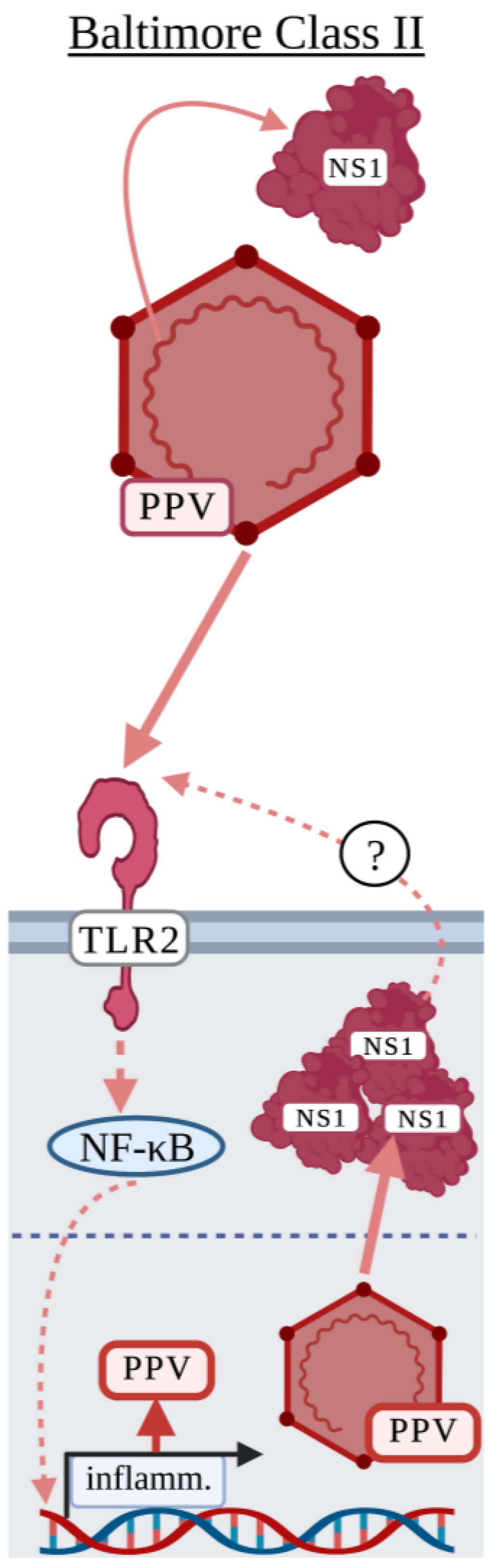 Viruses 15 00052 g003