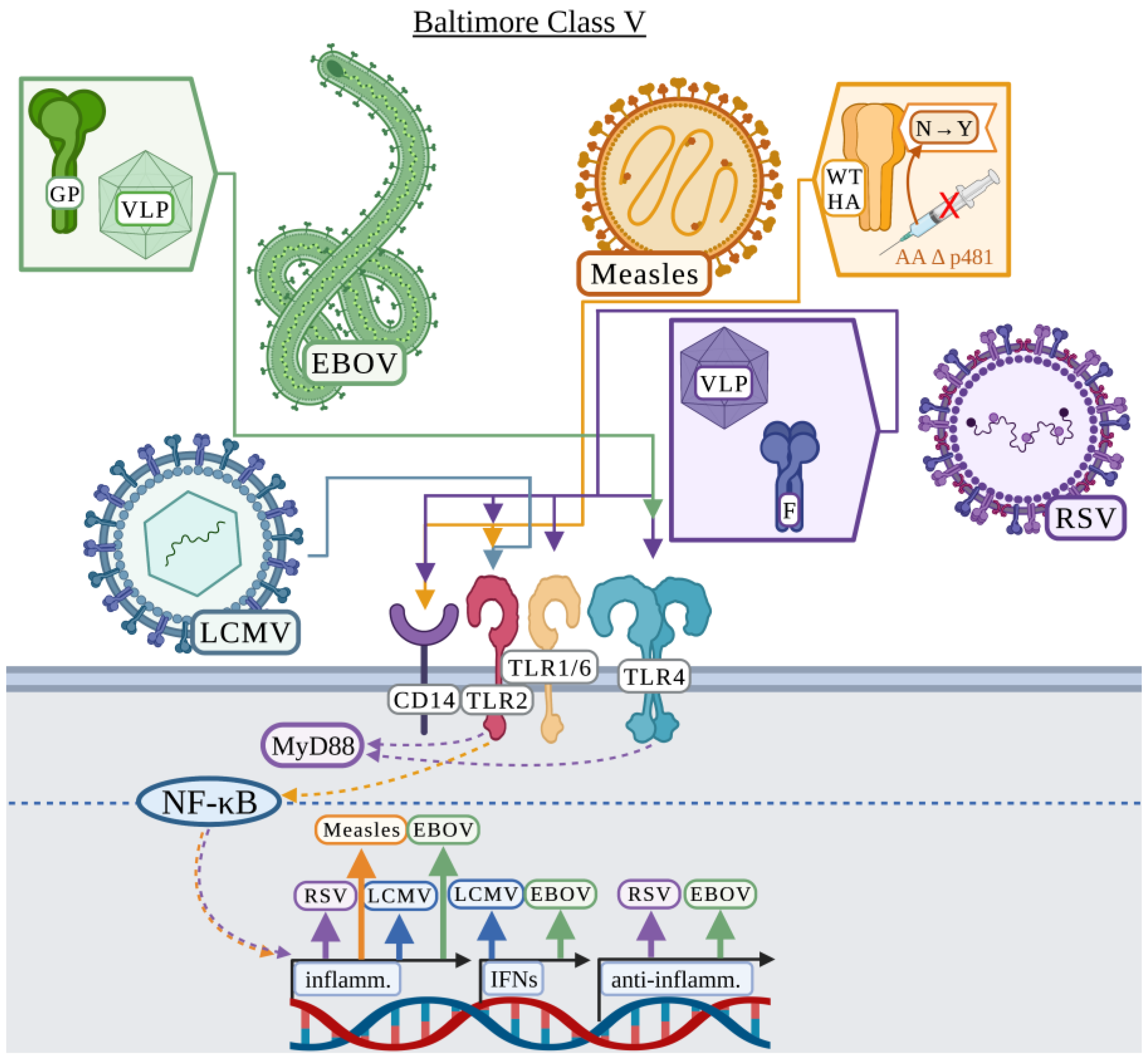 Viruses 15 00052 g005