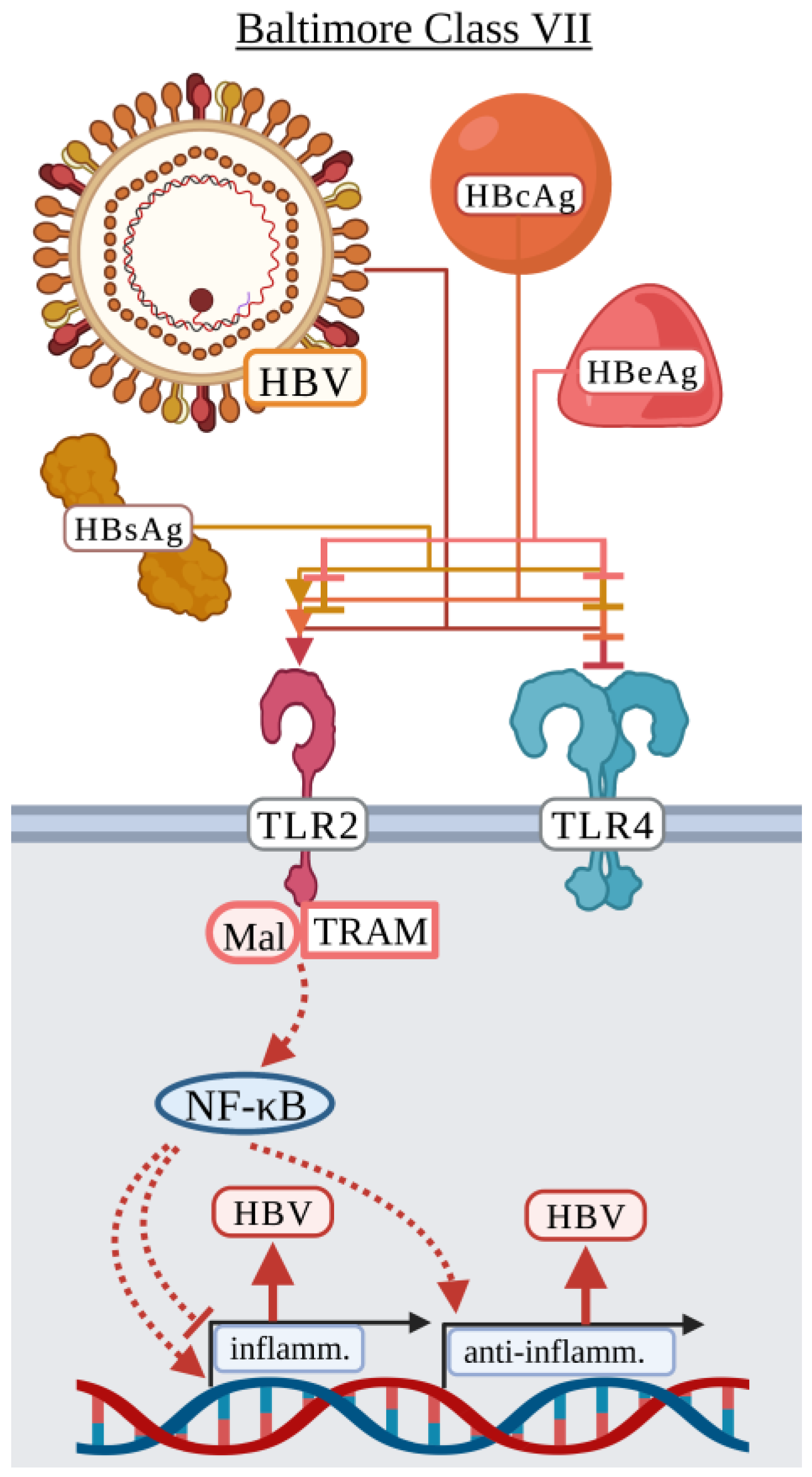 Viruses 15 00052 g007