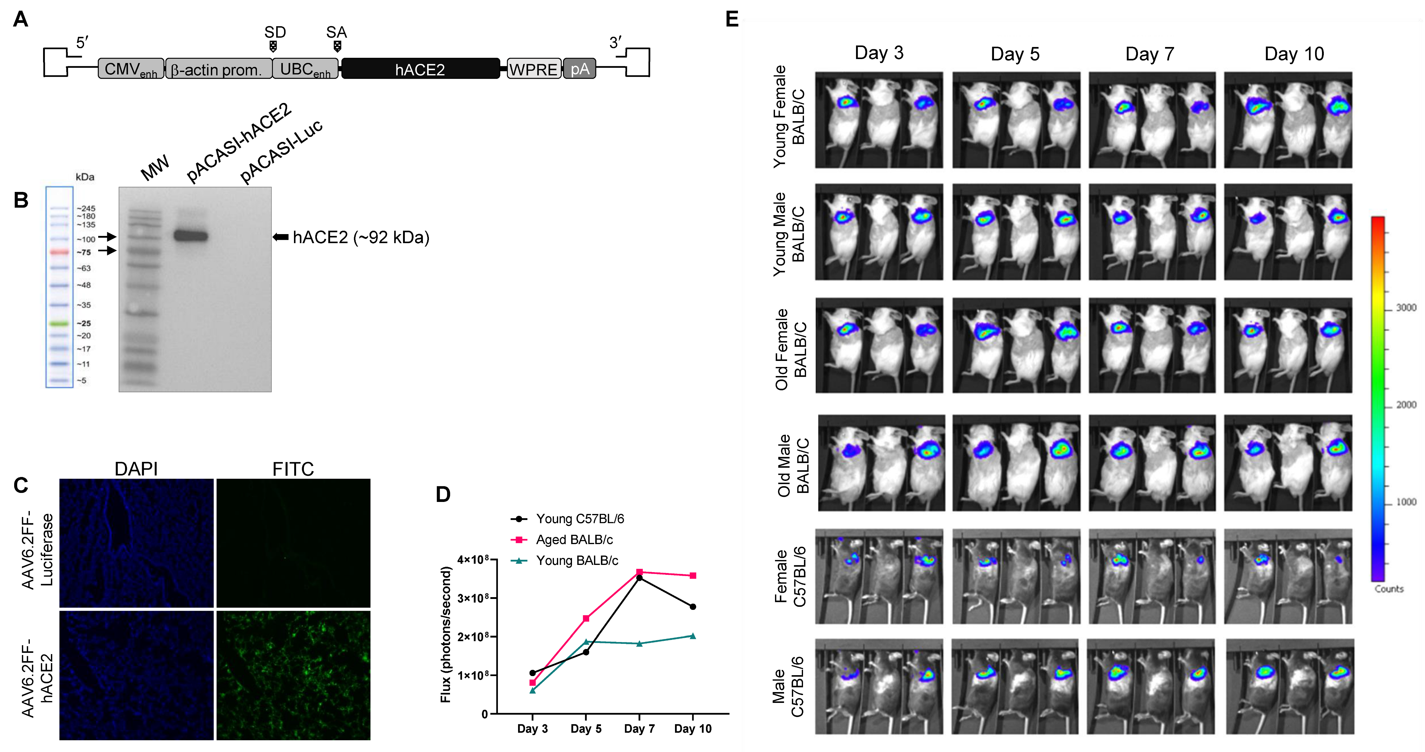 Viruses 15 00085 g001