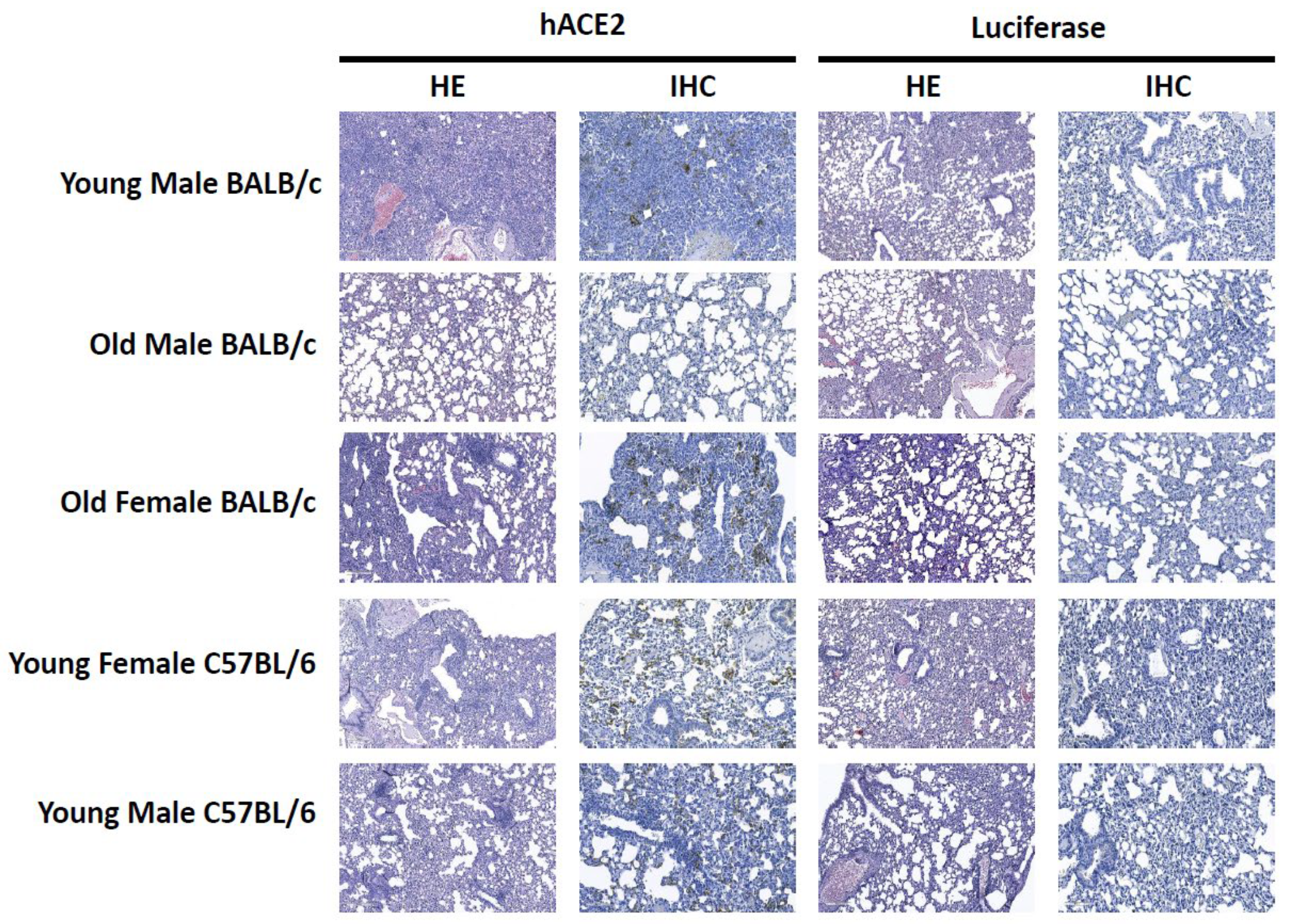 Viruses 15 00085 g003