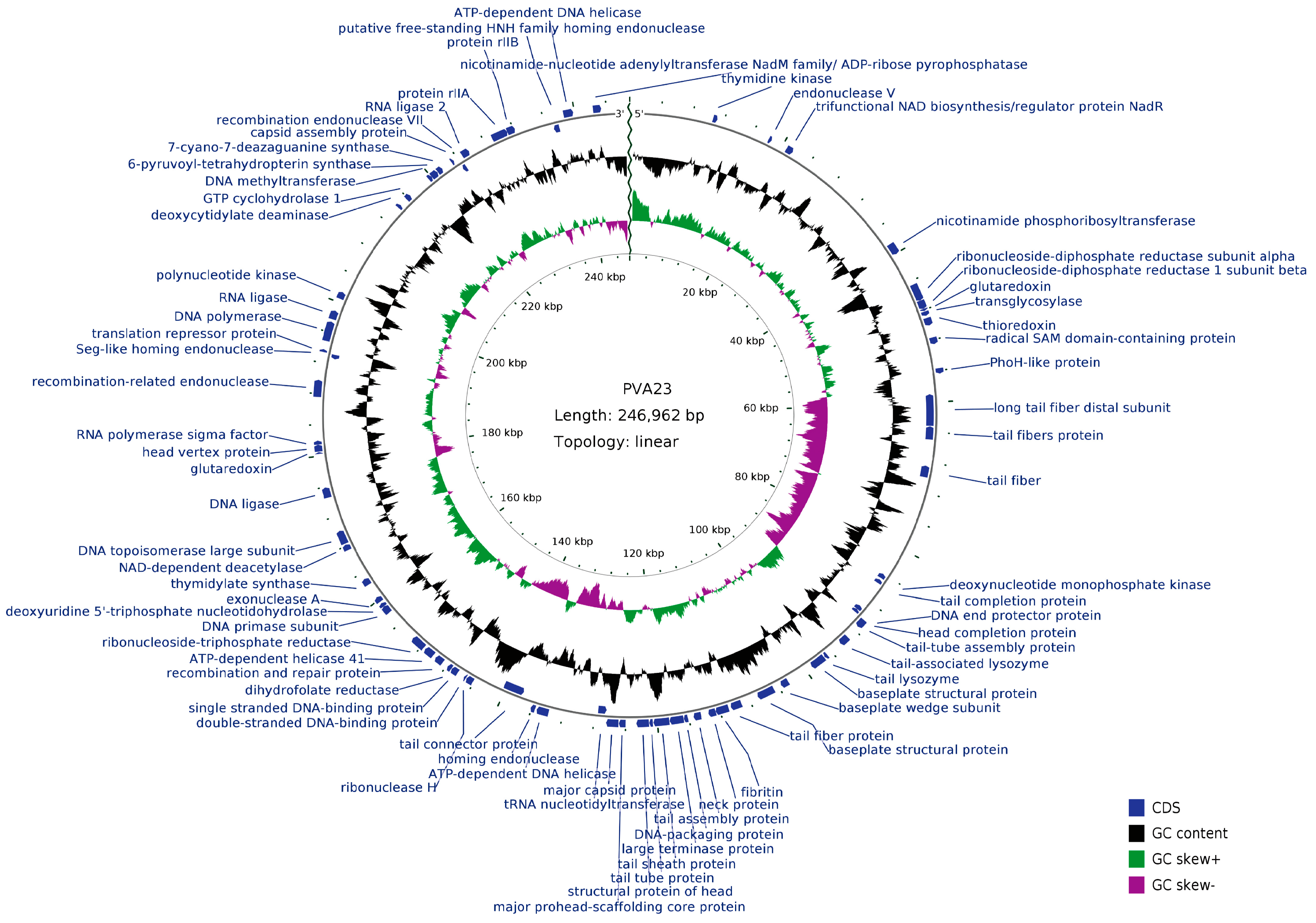 Viruses 15 00135 g006 Viruses 15 00135 g006