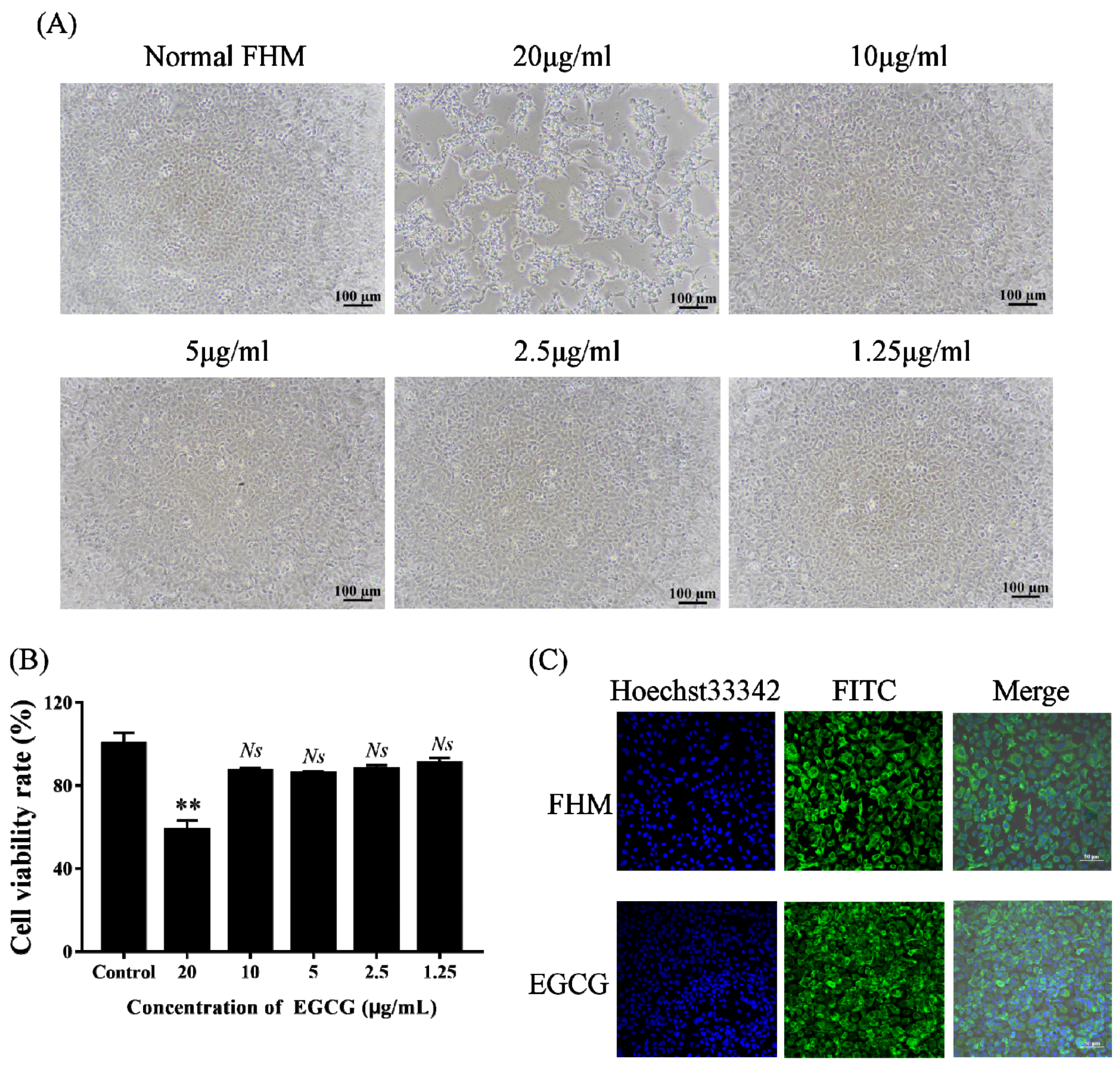 Viruses 15 00151 g001