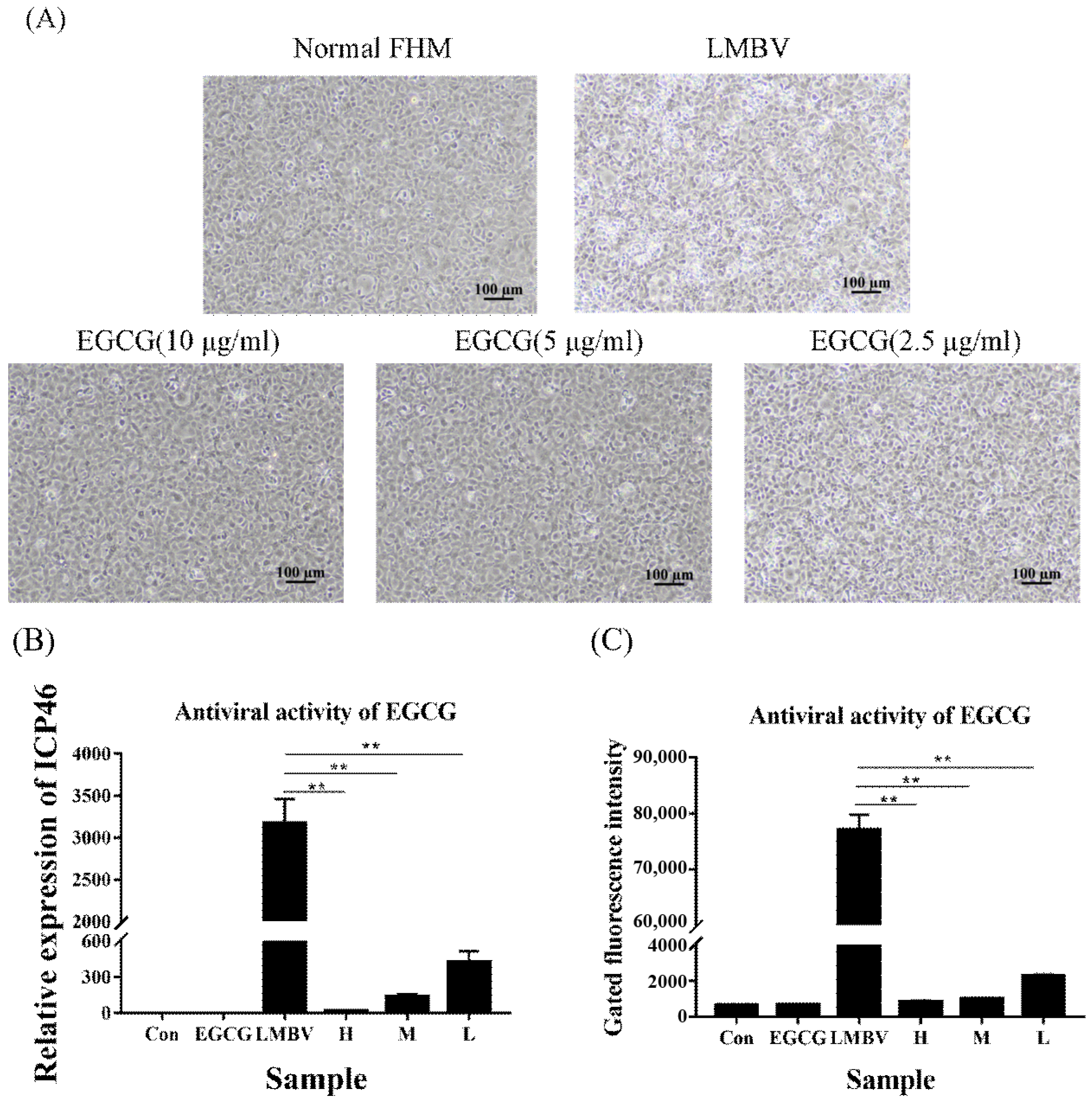Viruses 15 00151 g002