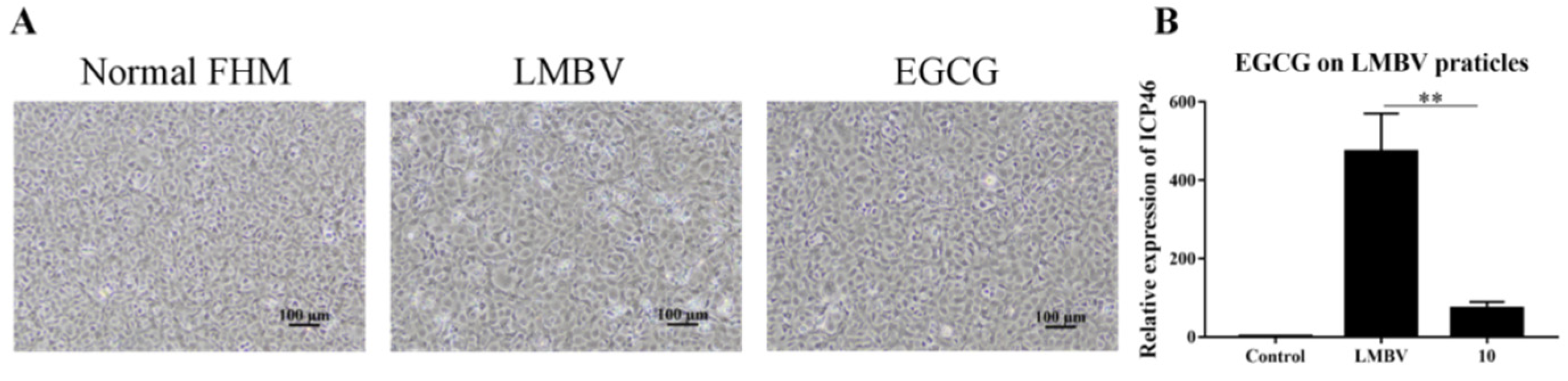 Viruses 15 00151 g003