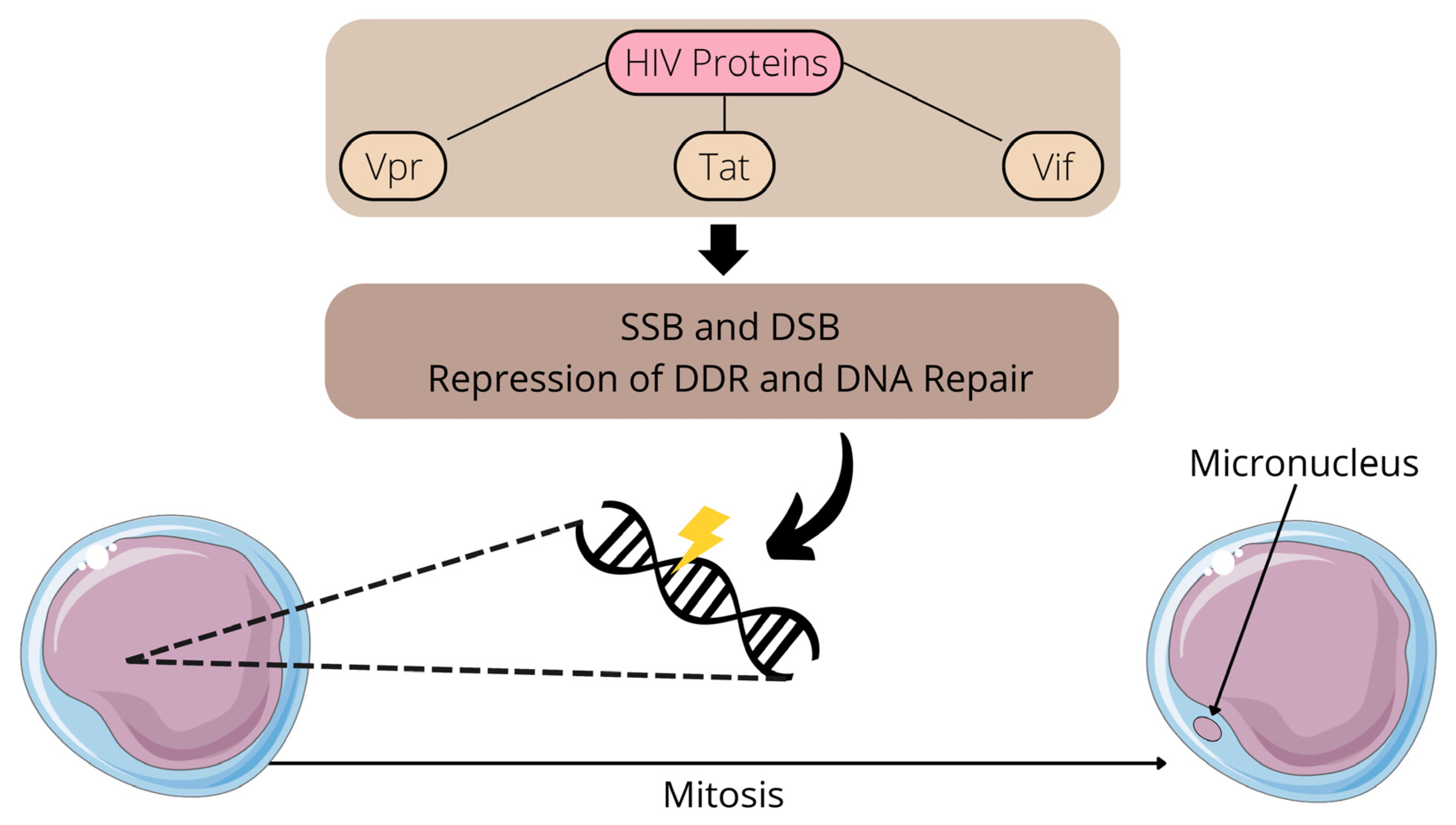 Viruses Free Full Text HIV Infection Chromosome Instability