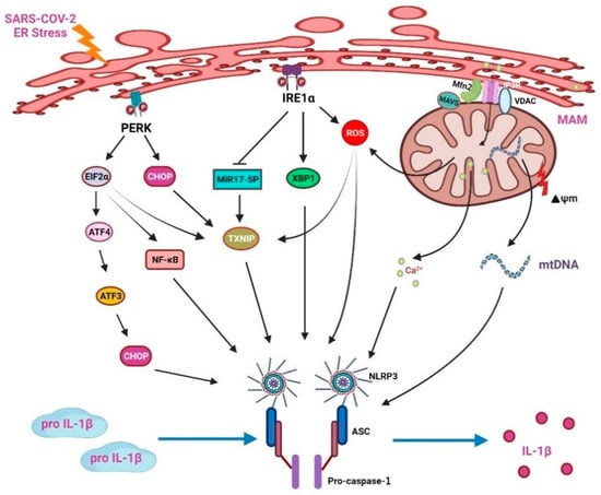 Viruses Free Full Text Endoplasmic Reticulum Stress in Elderly