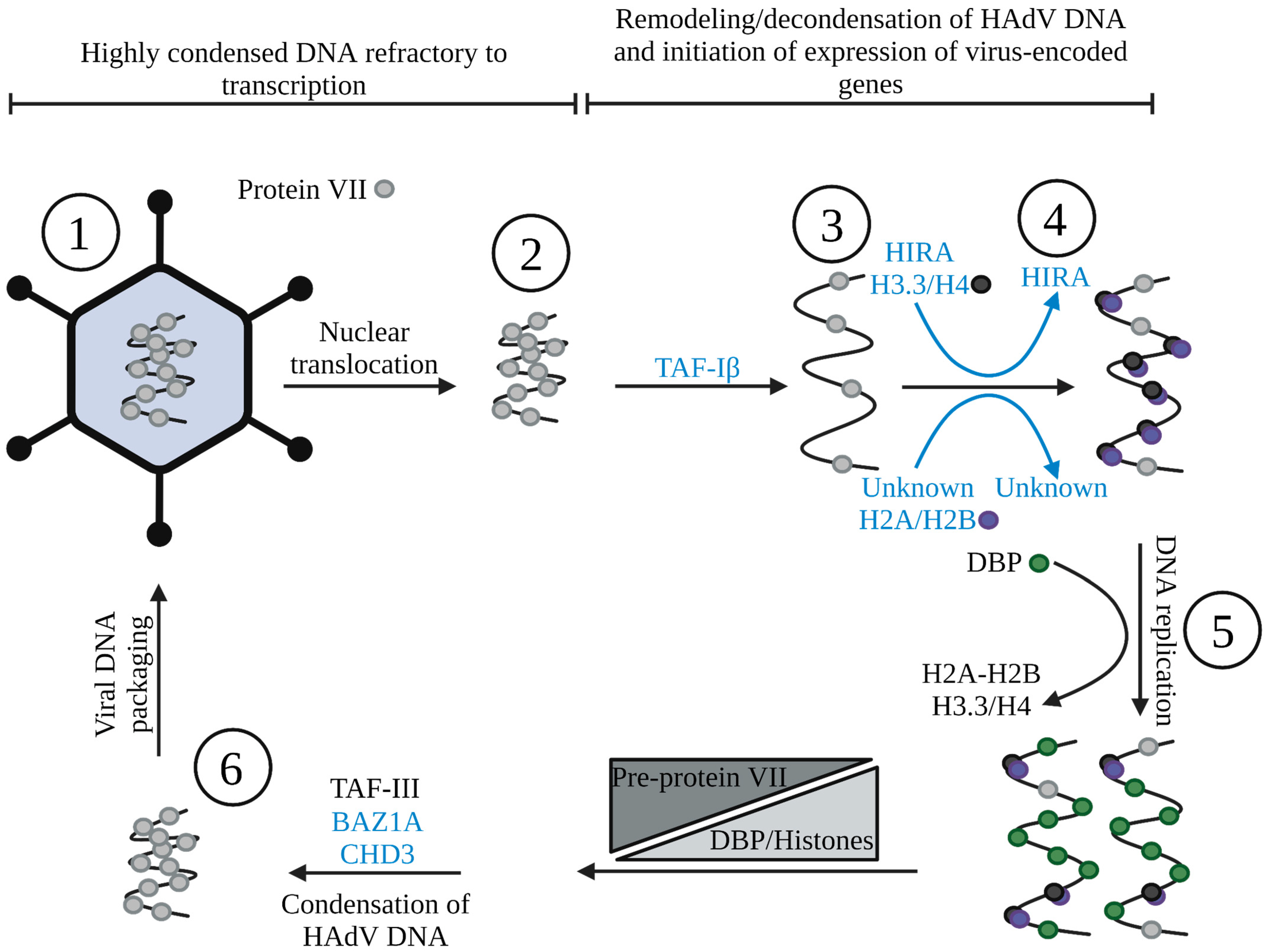 Viruses 15 00161 g002 Viruses 15 00161 g002